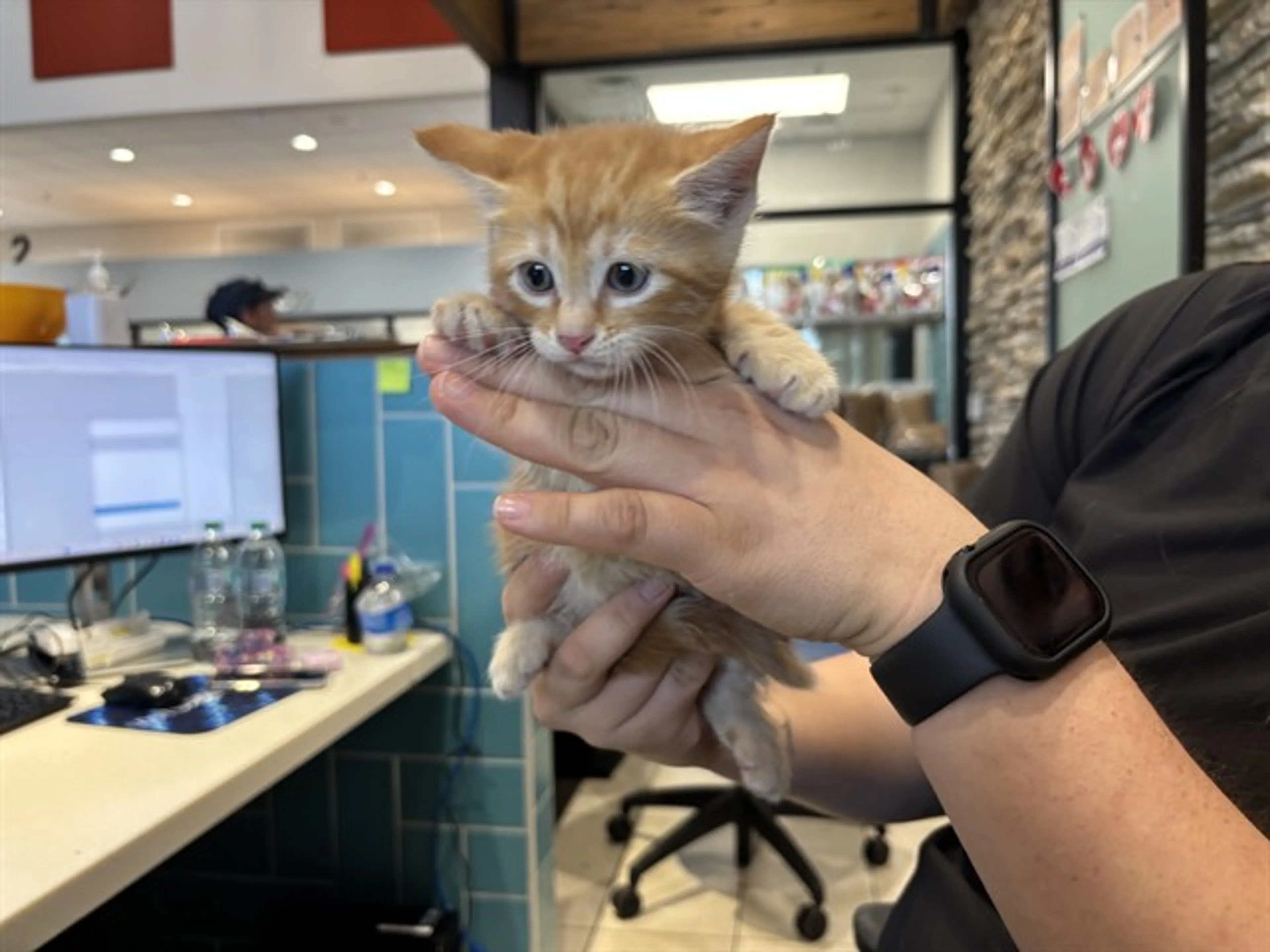 Found pet