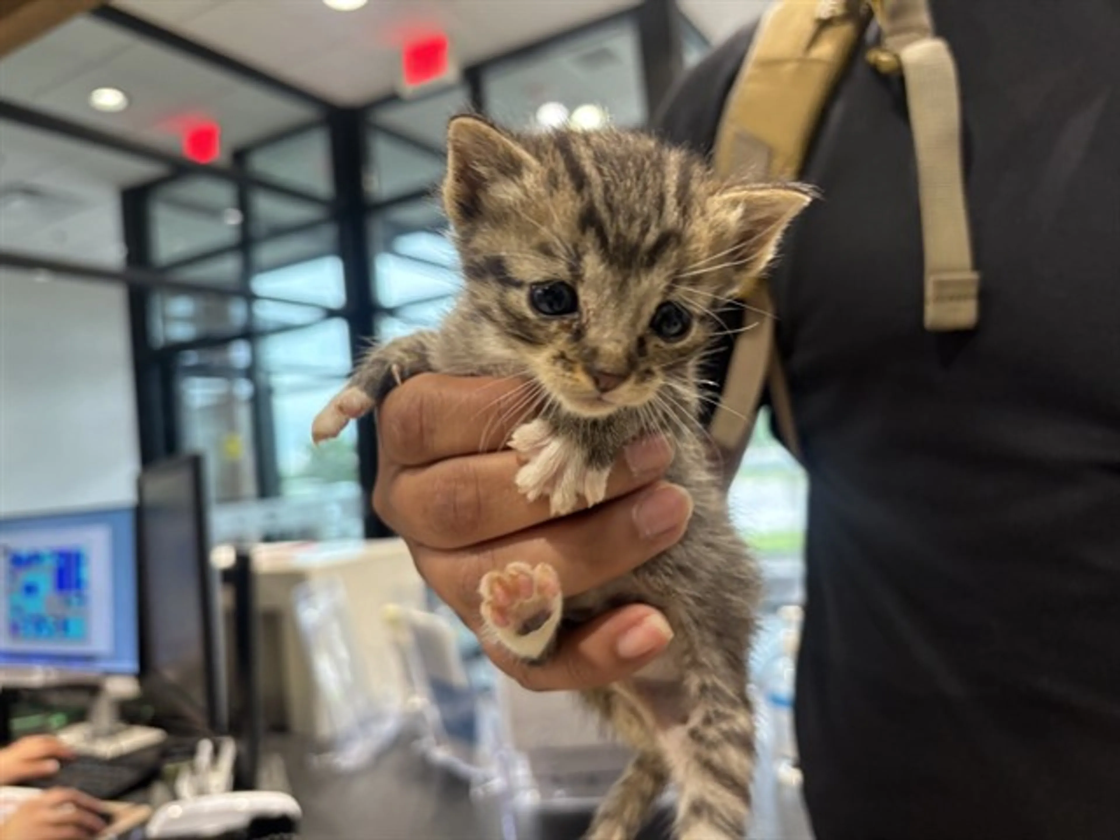 Found pet