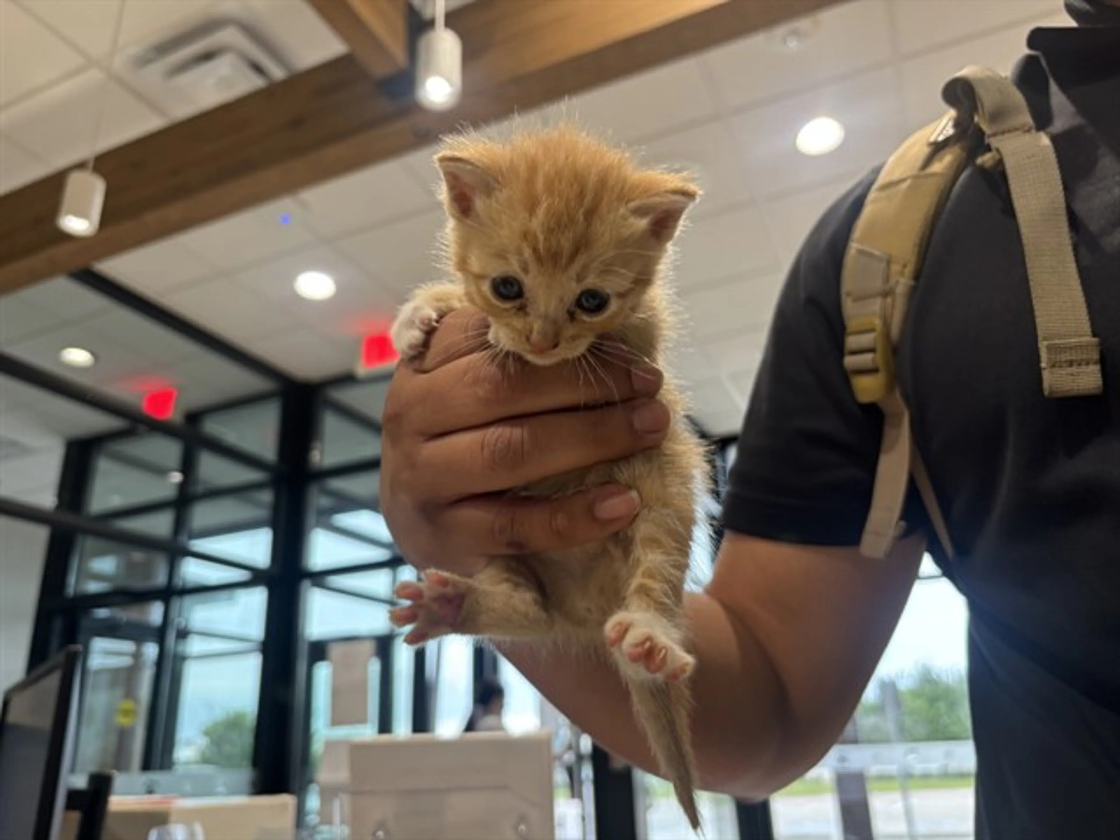 Found pet