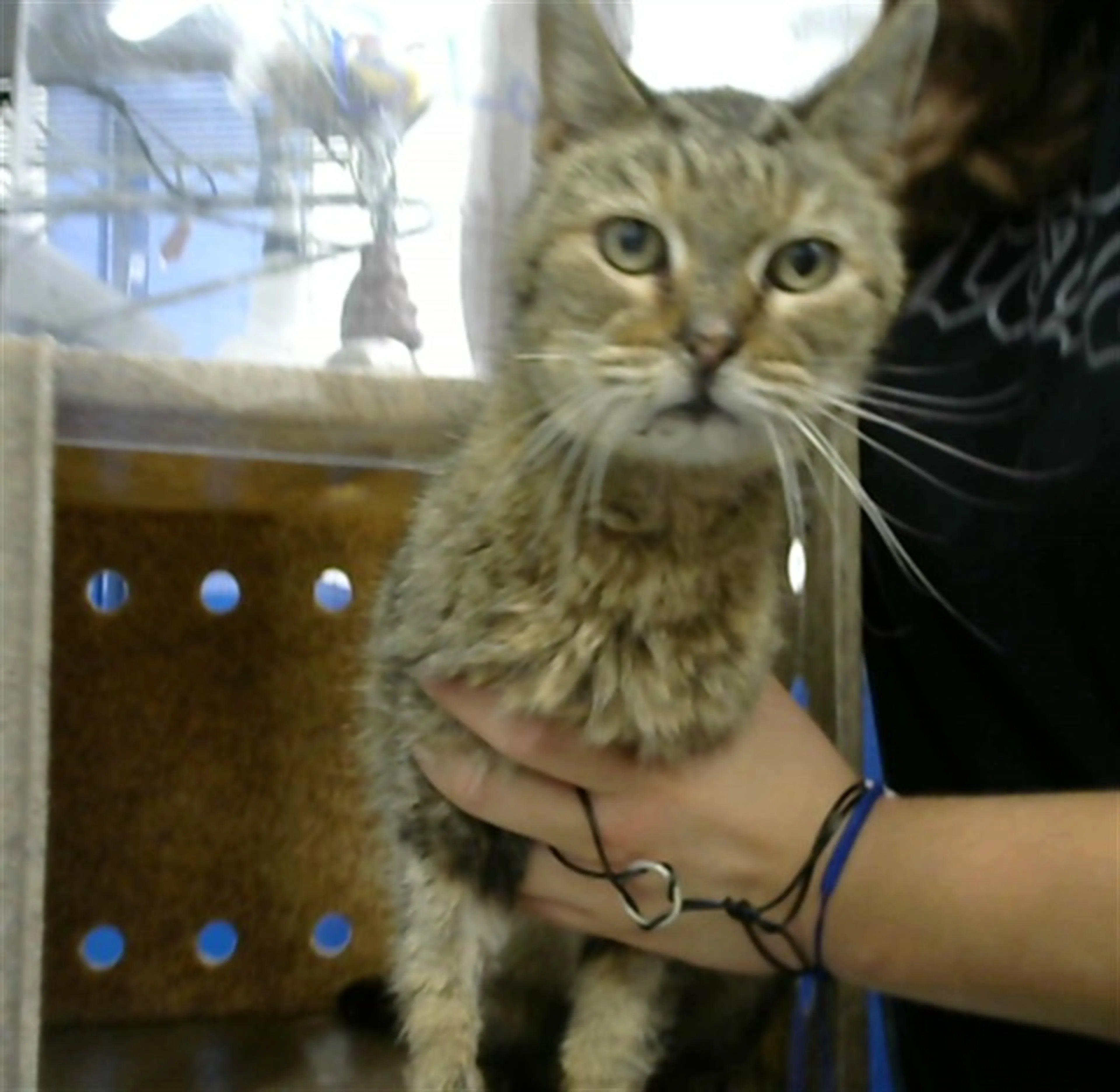 Found pet