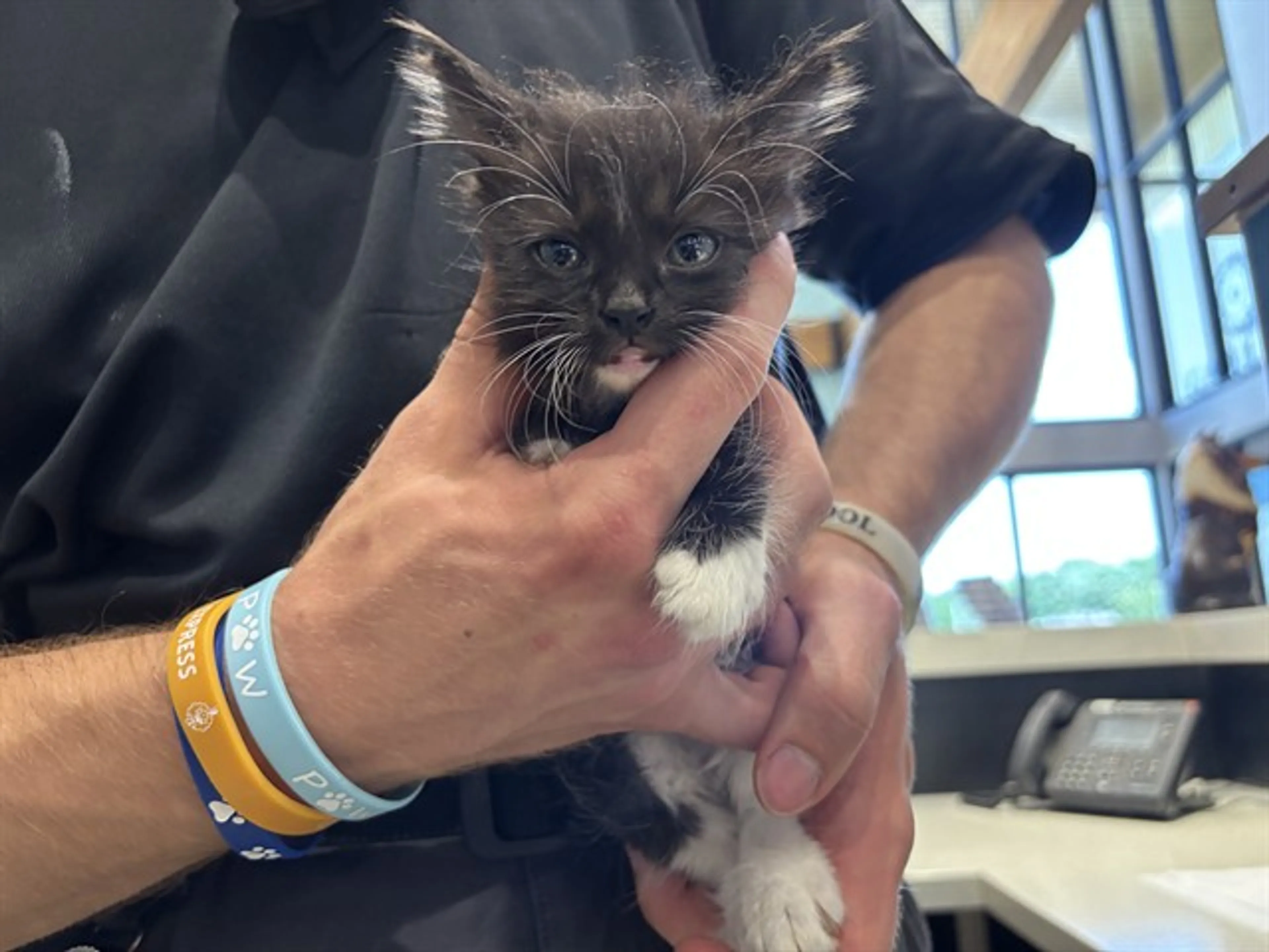 Found pet