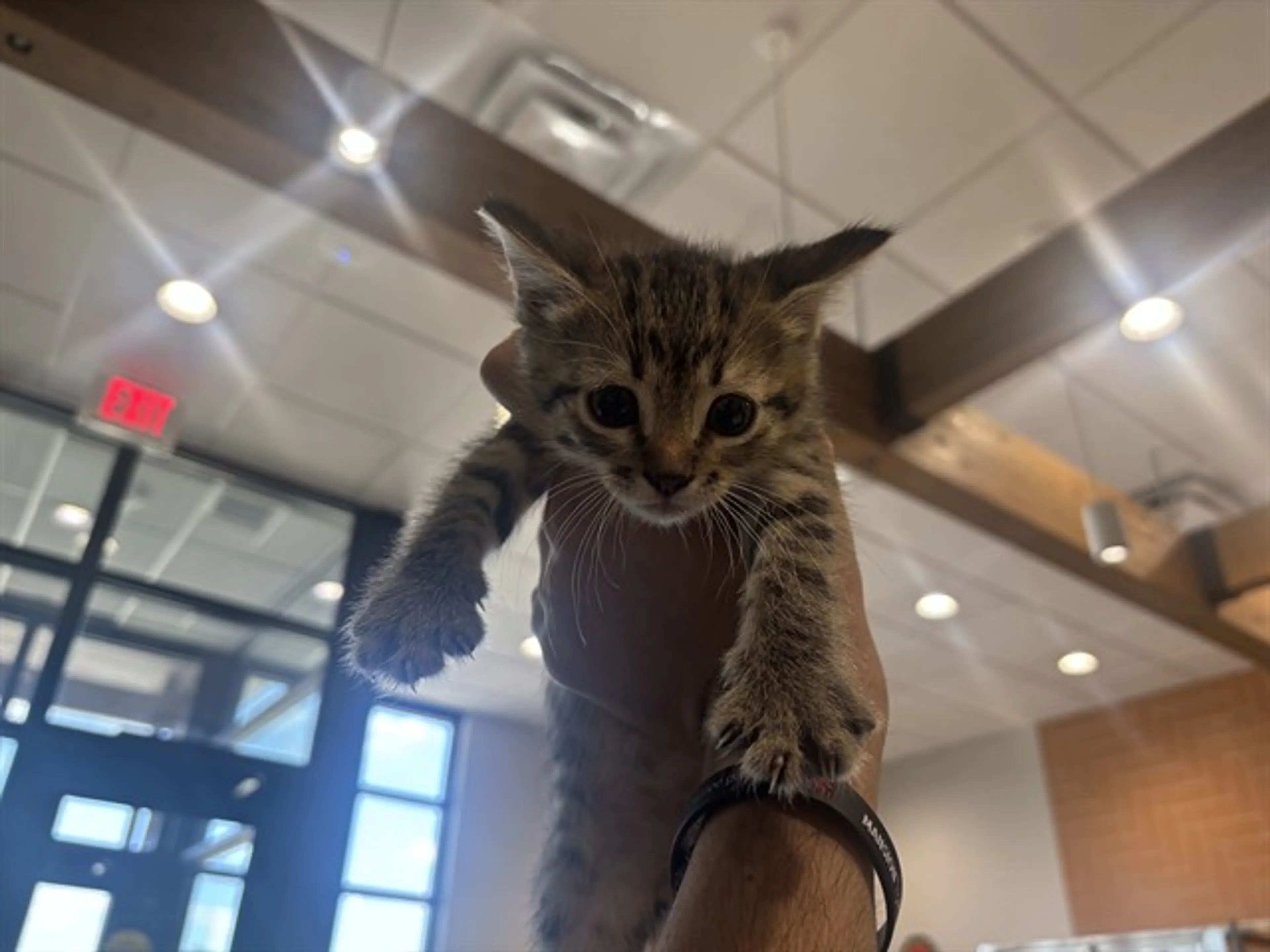 Found pet