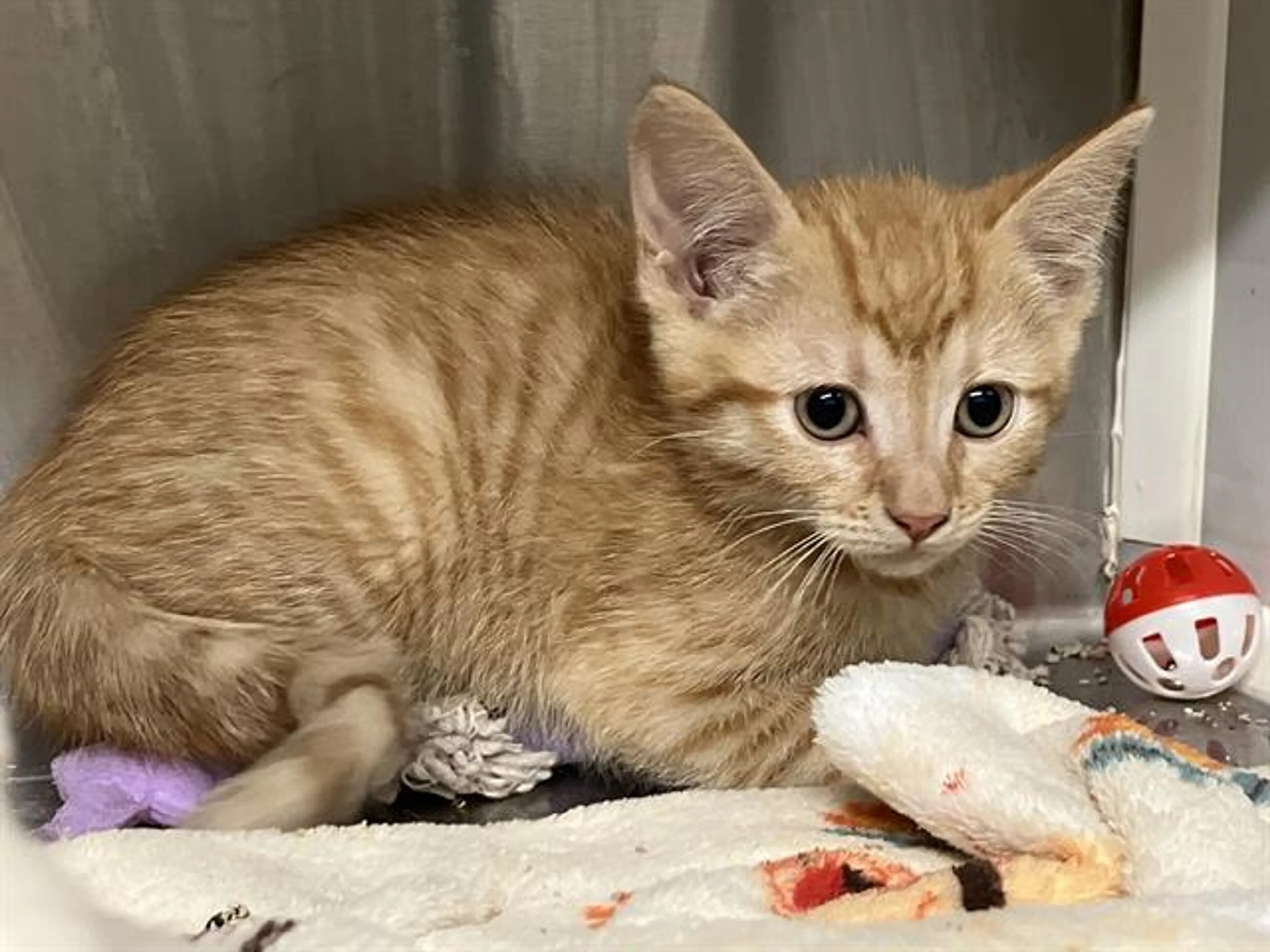 Found pet