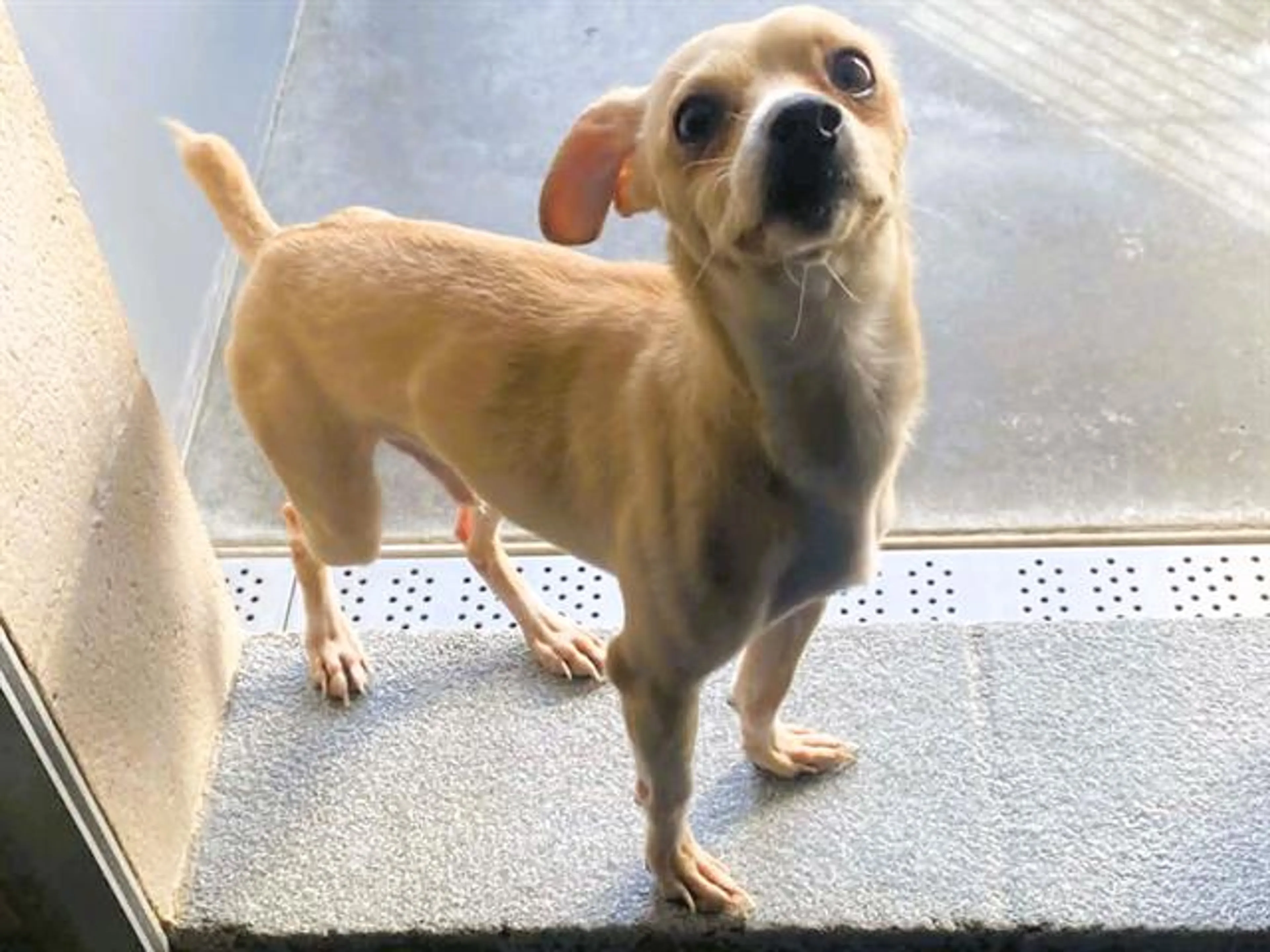 Found pet