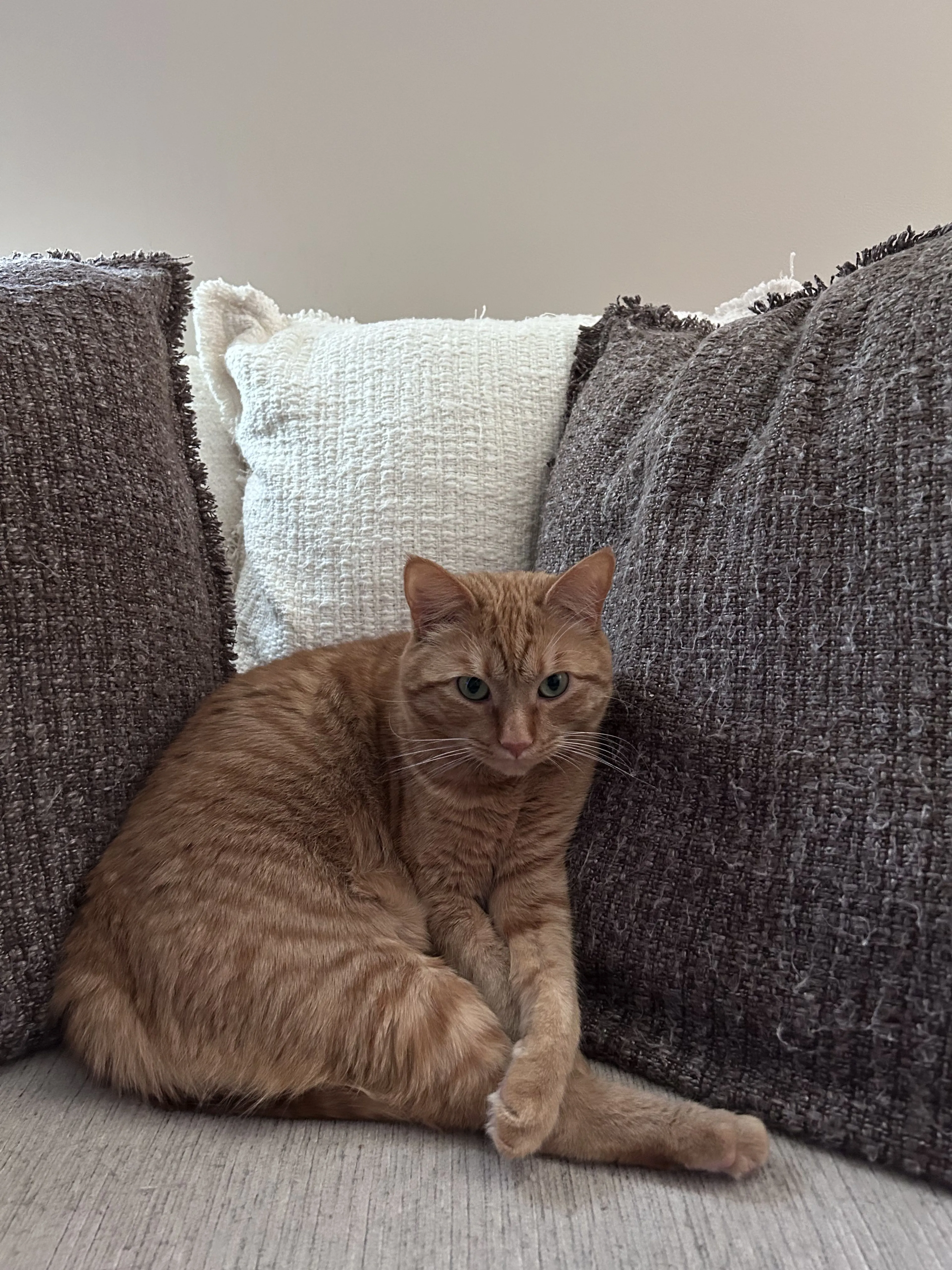 Lost pet-1