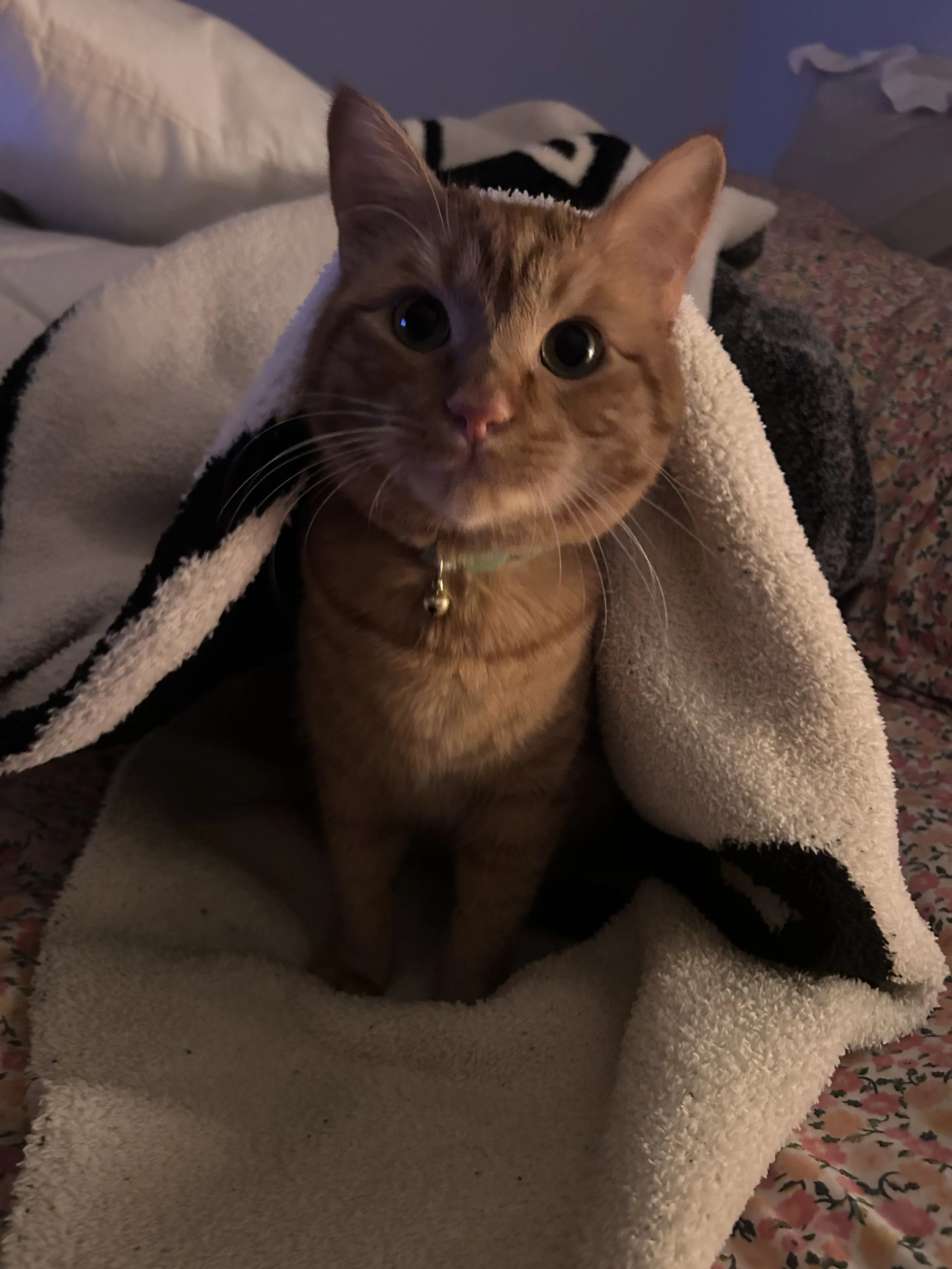 Lost pet-0