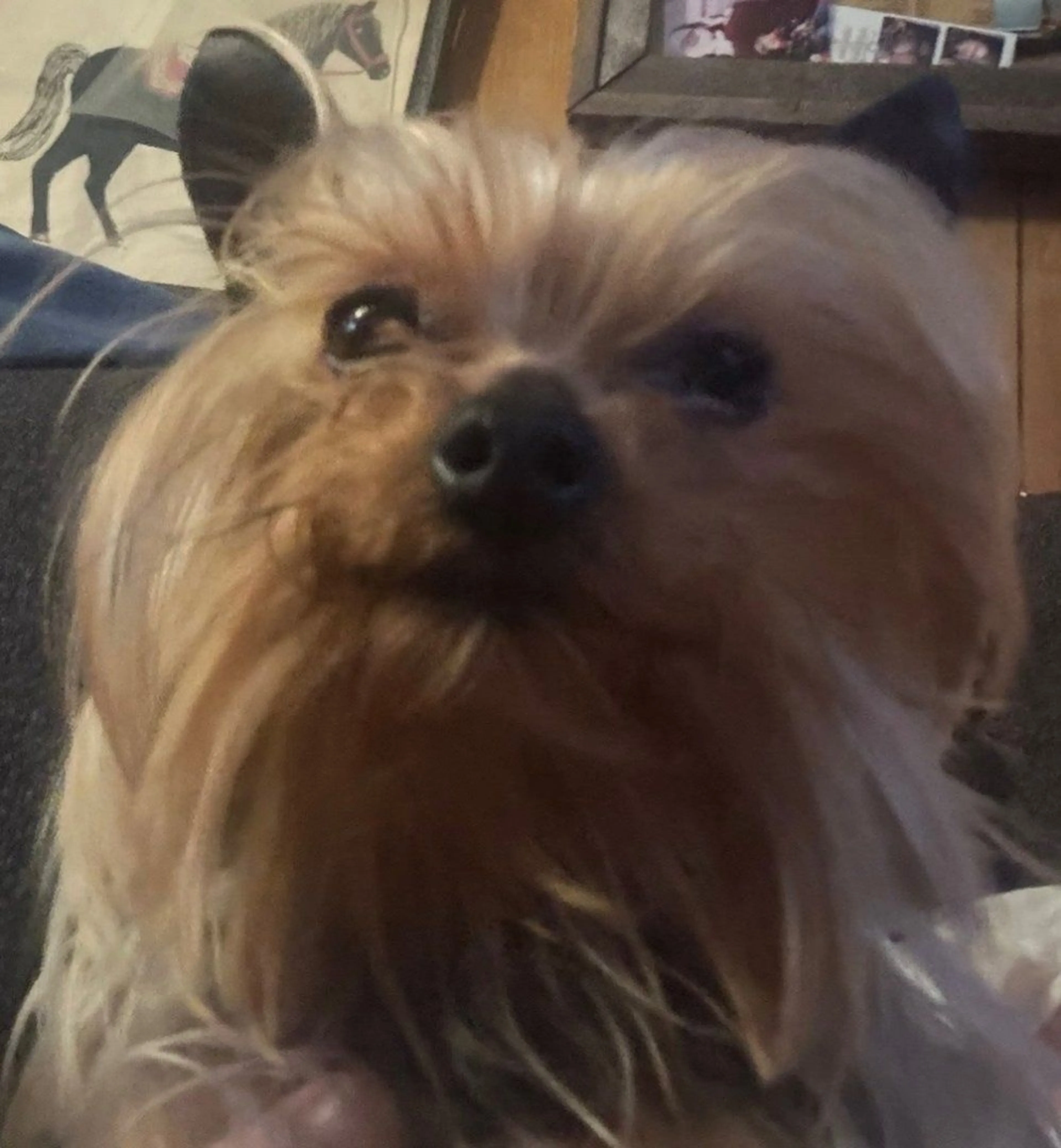 Lost pet