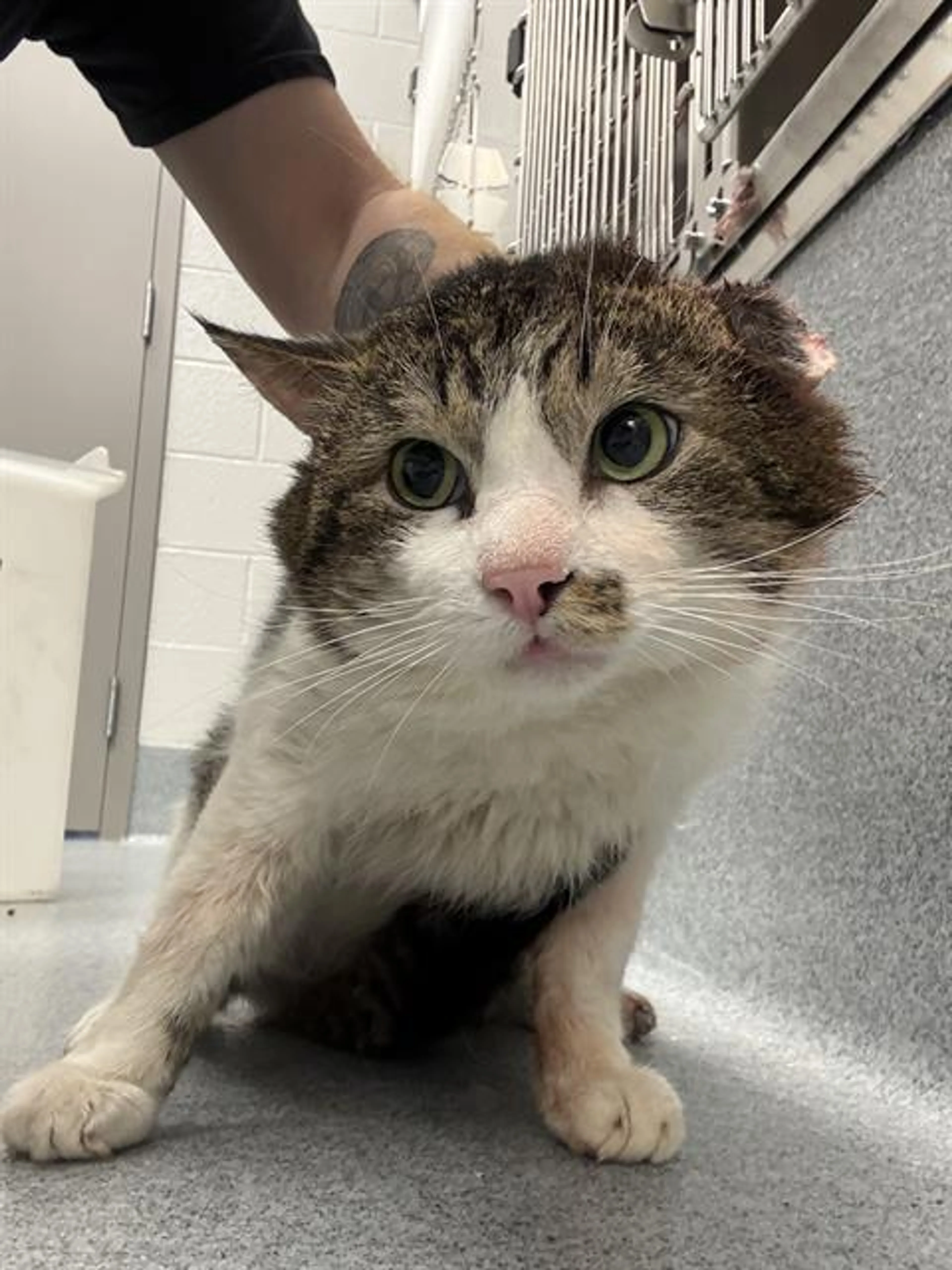 Found pet