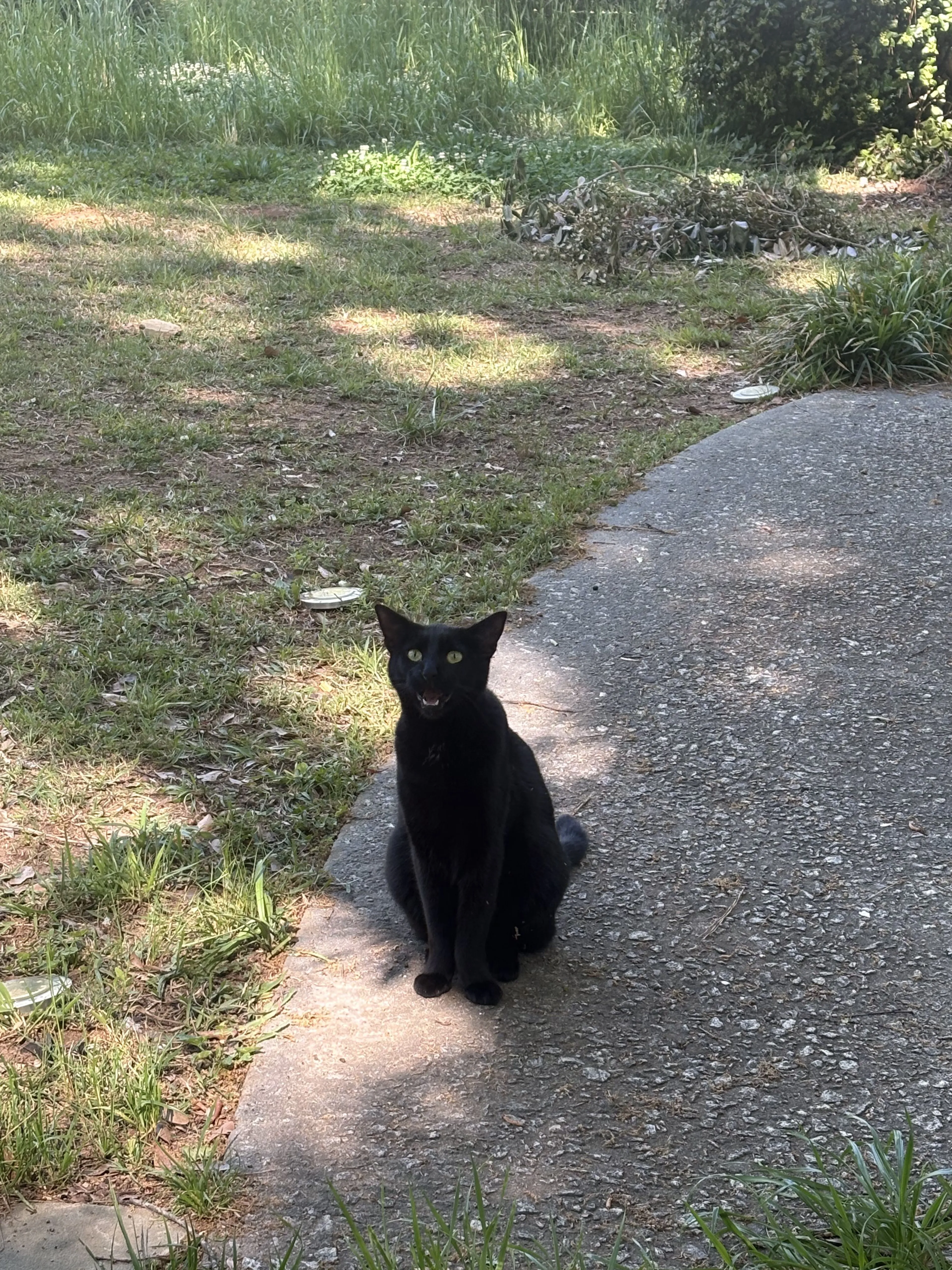 Lost pet-1