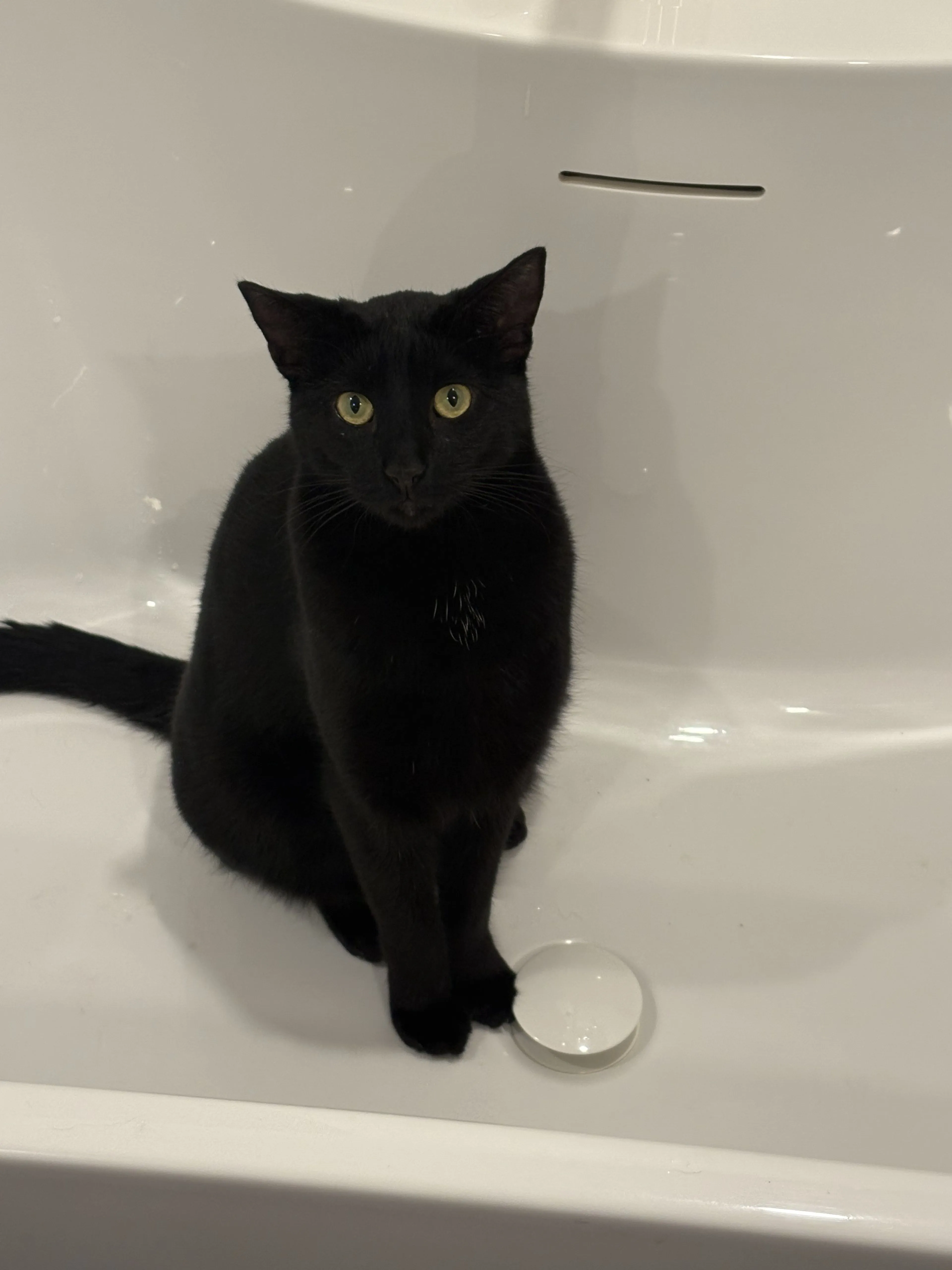 Lost pet-3