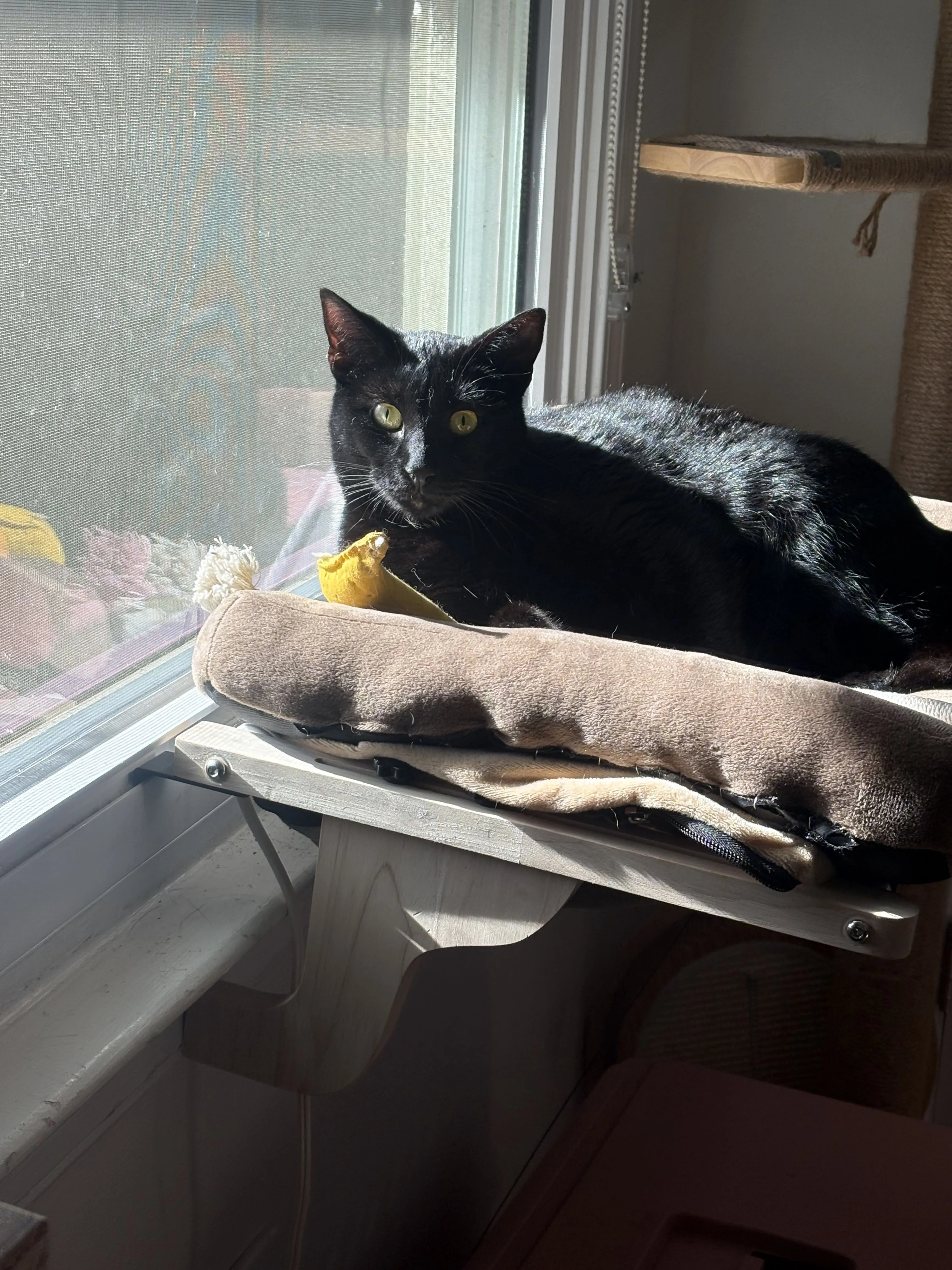 Lost pet-2
