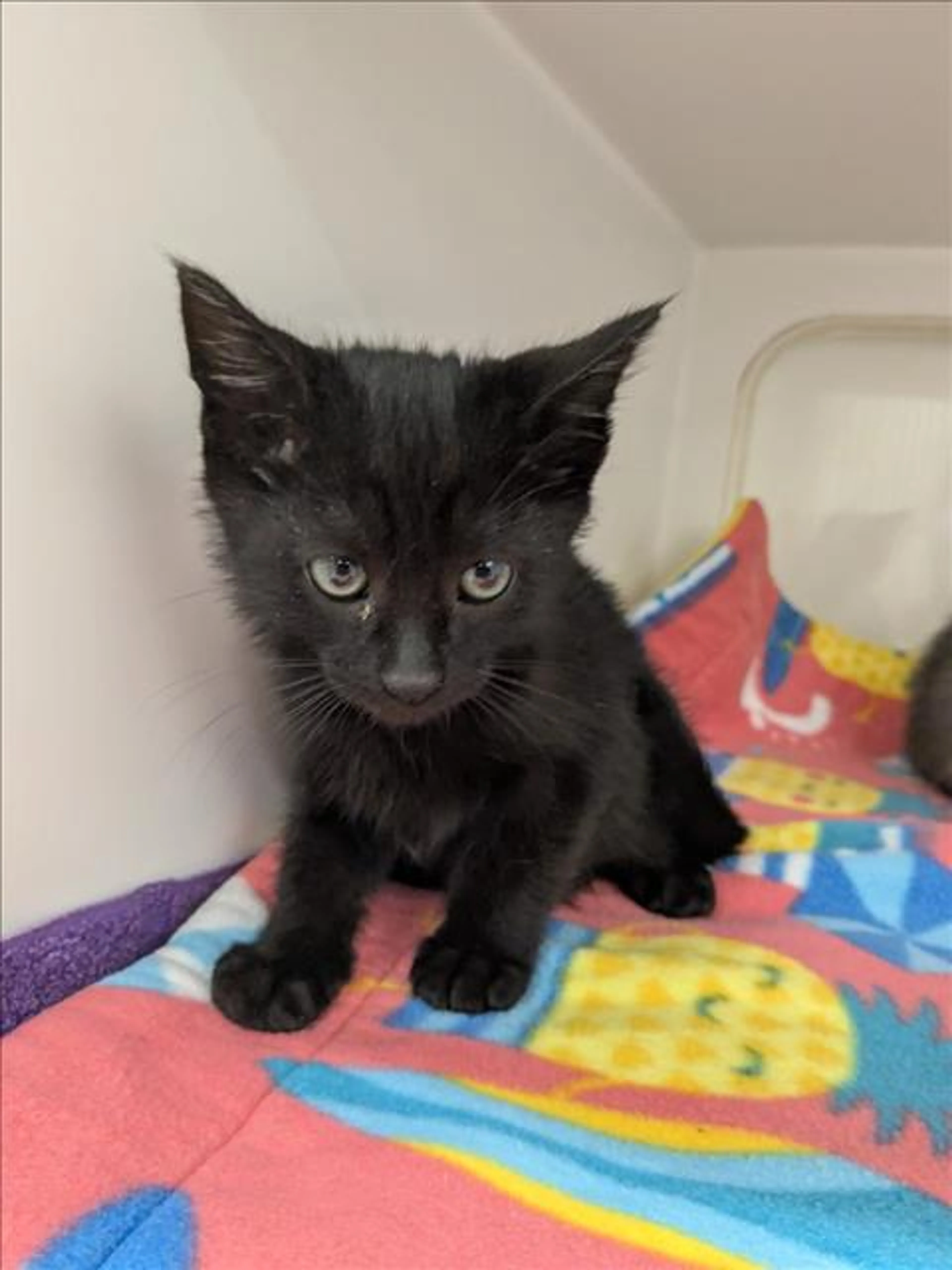 Found pet