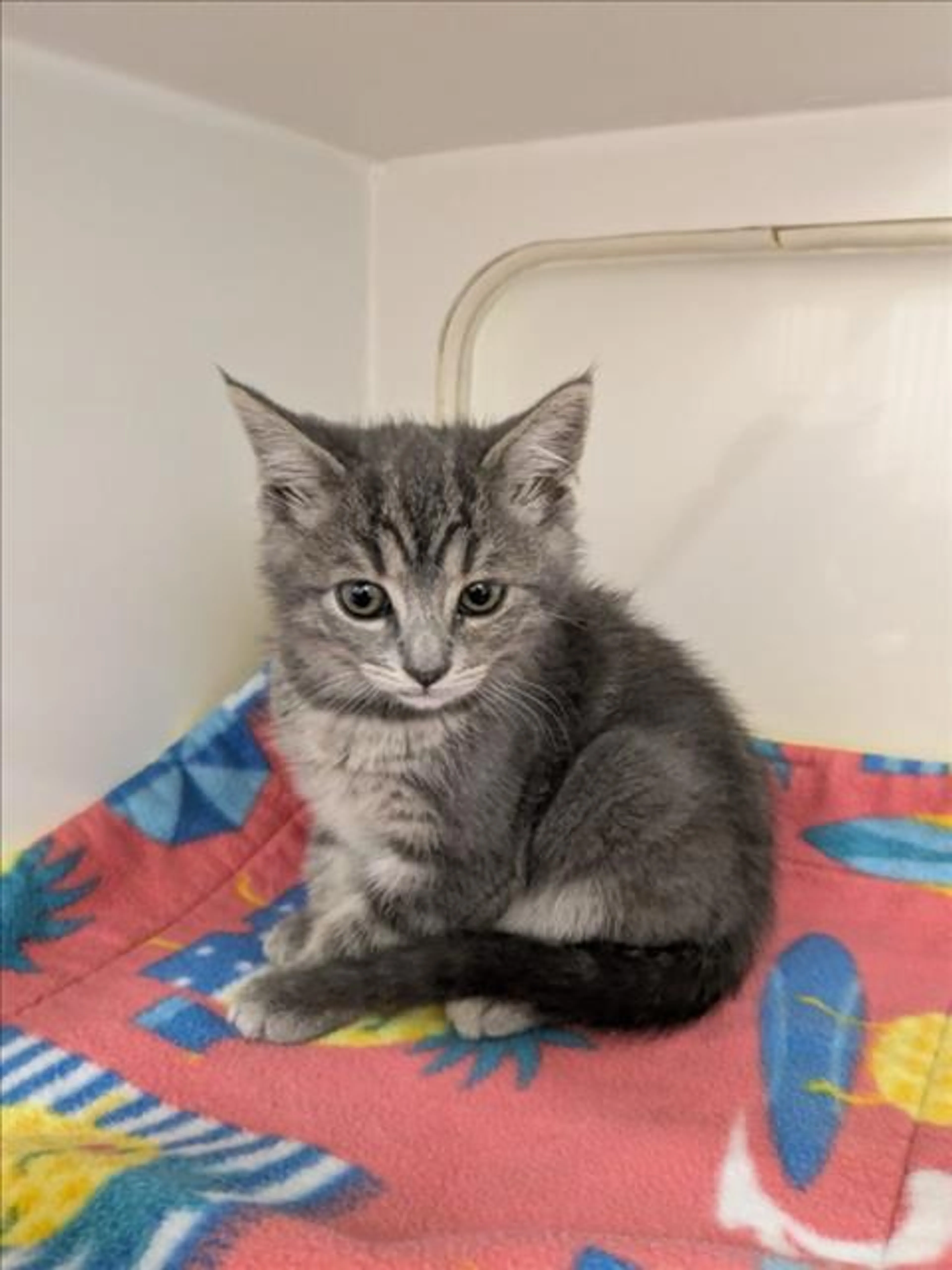 Found pet