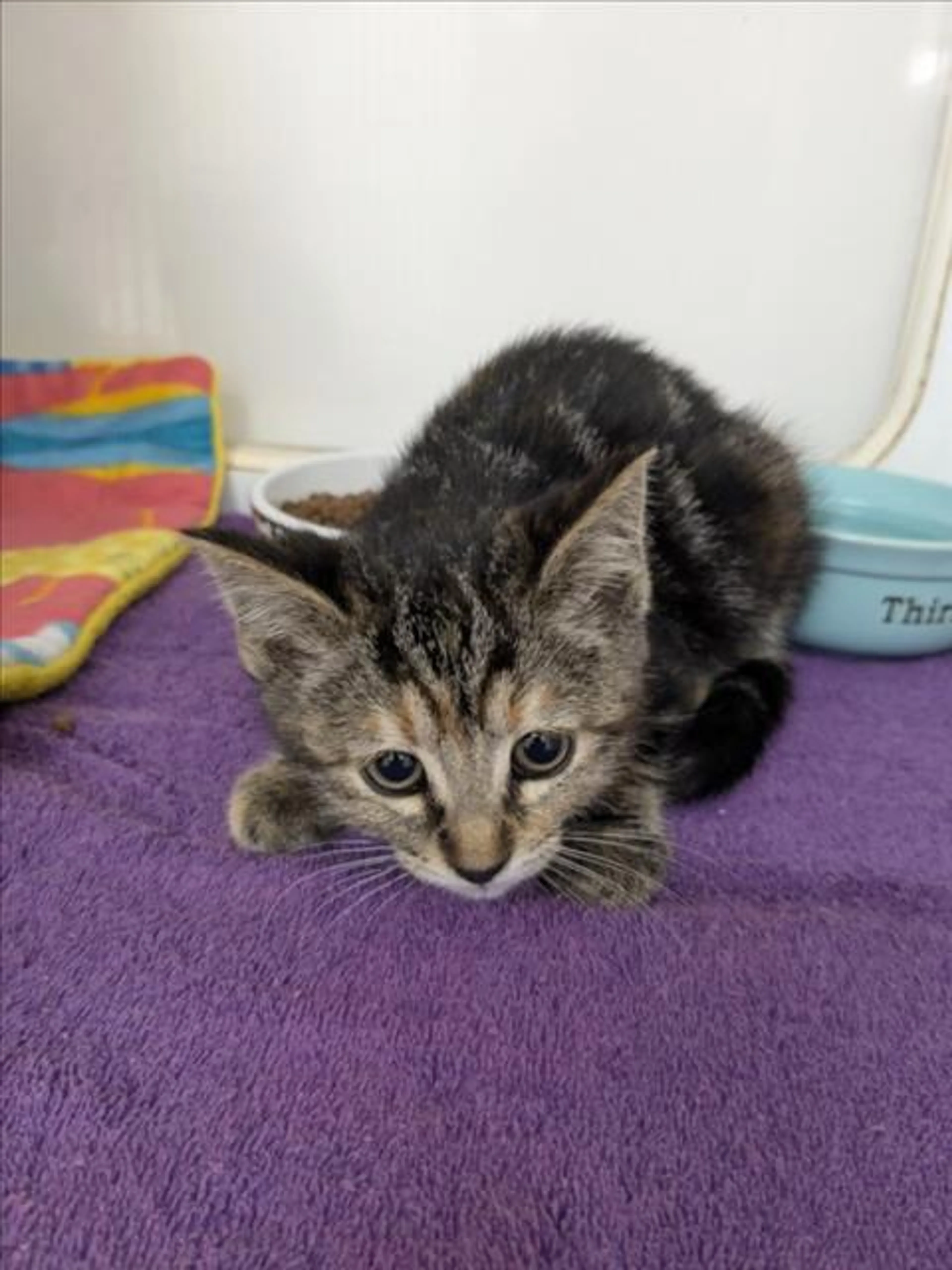 Found pet