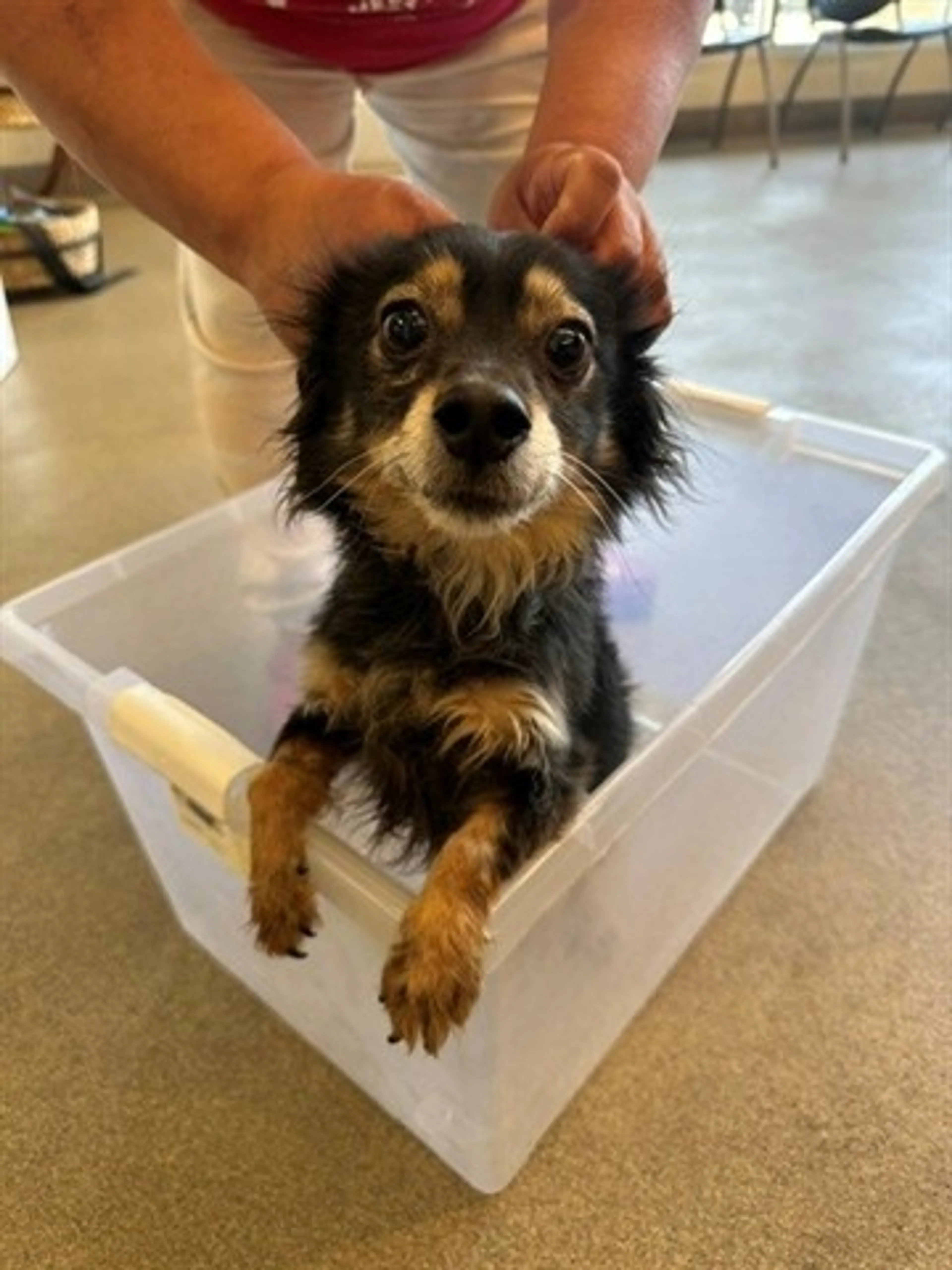 Found pet