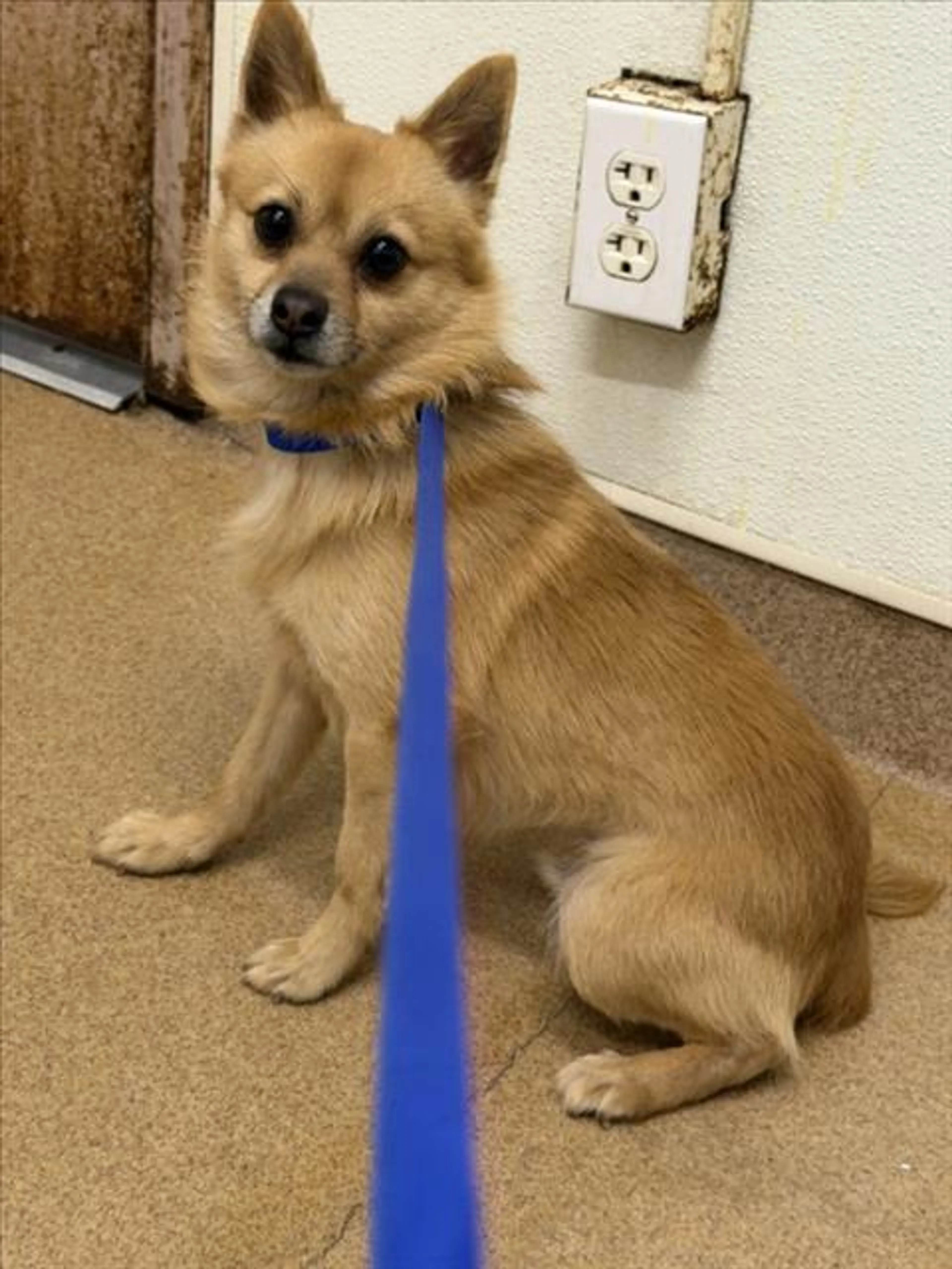 Found pet