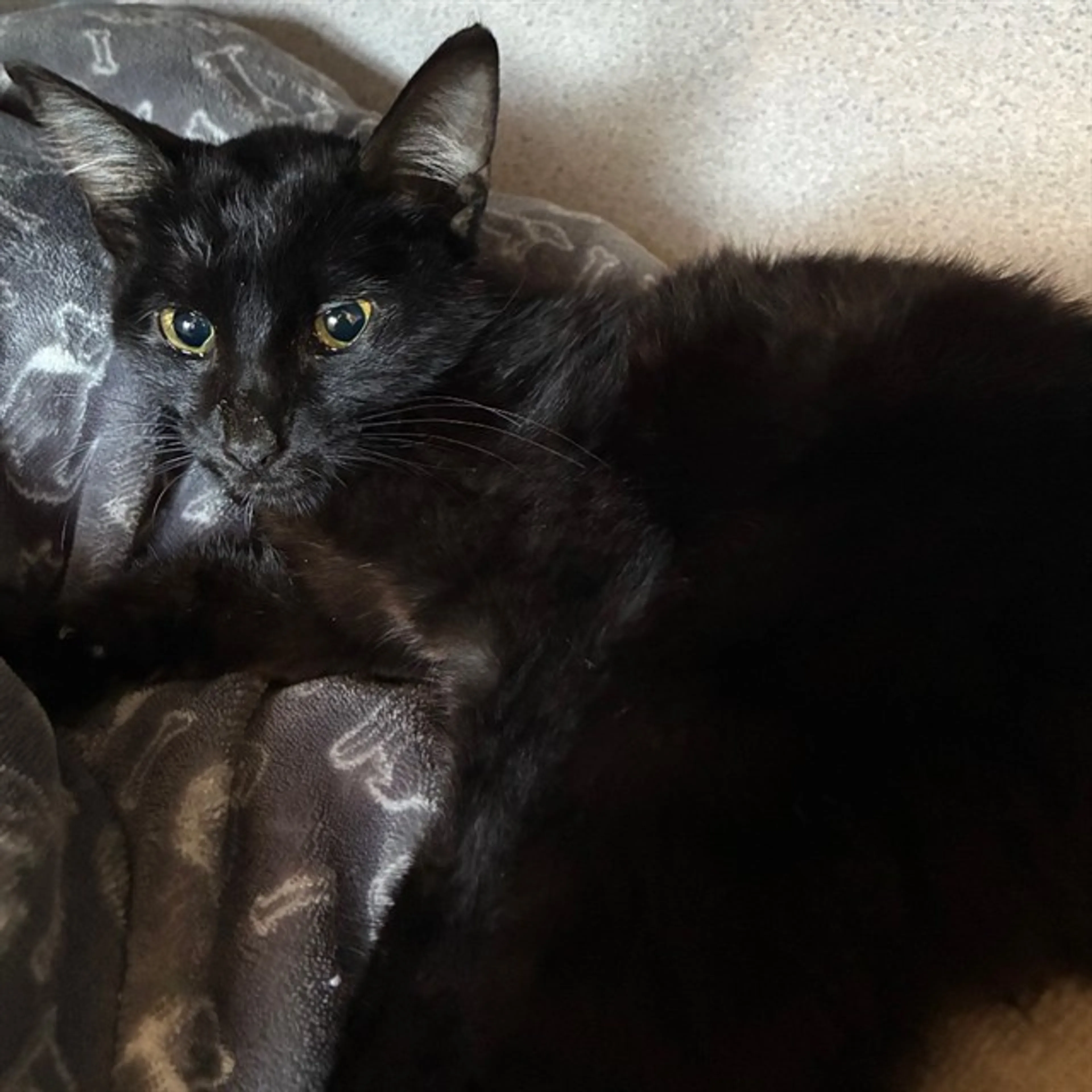 Found pet