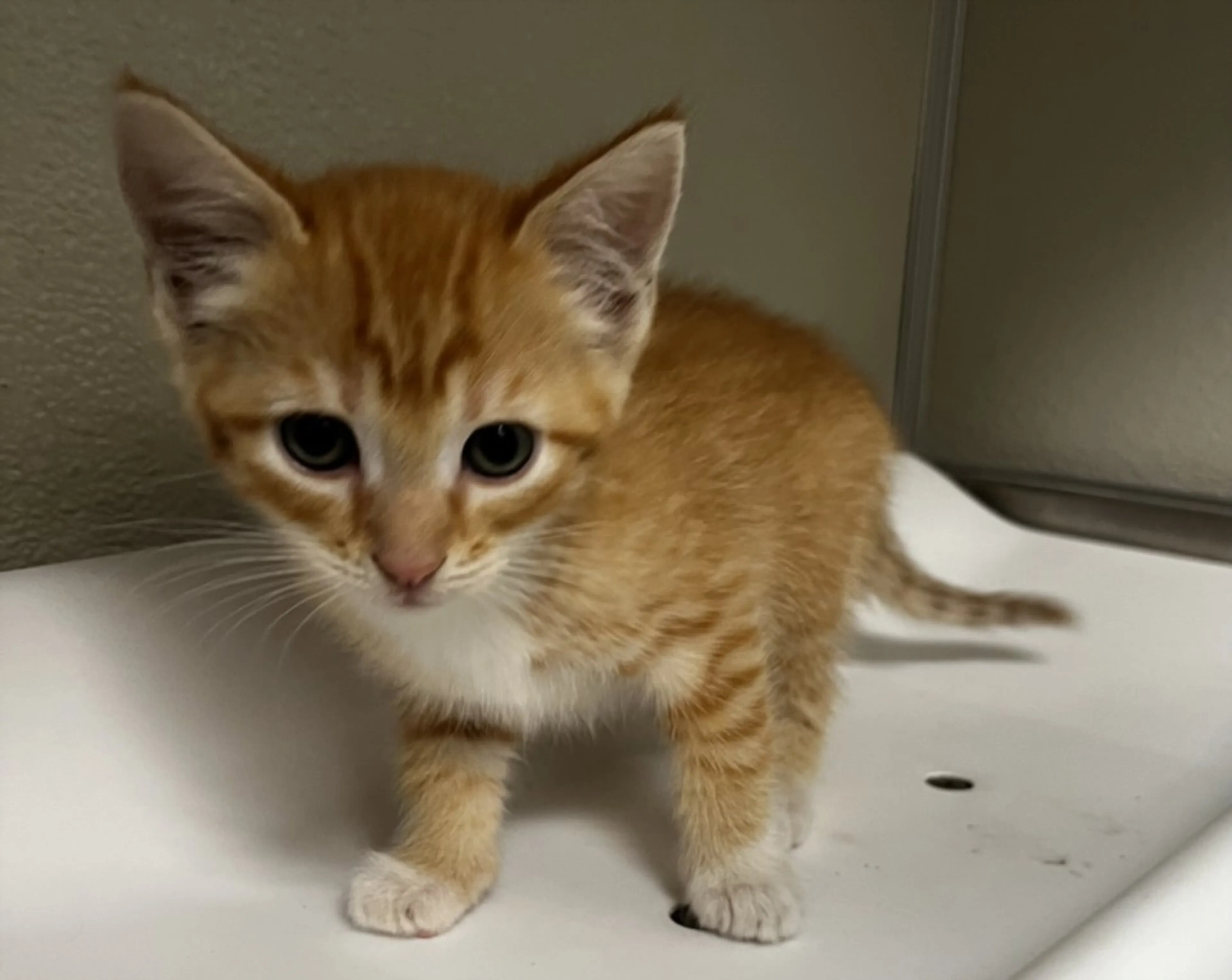 Found pet