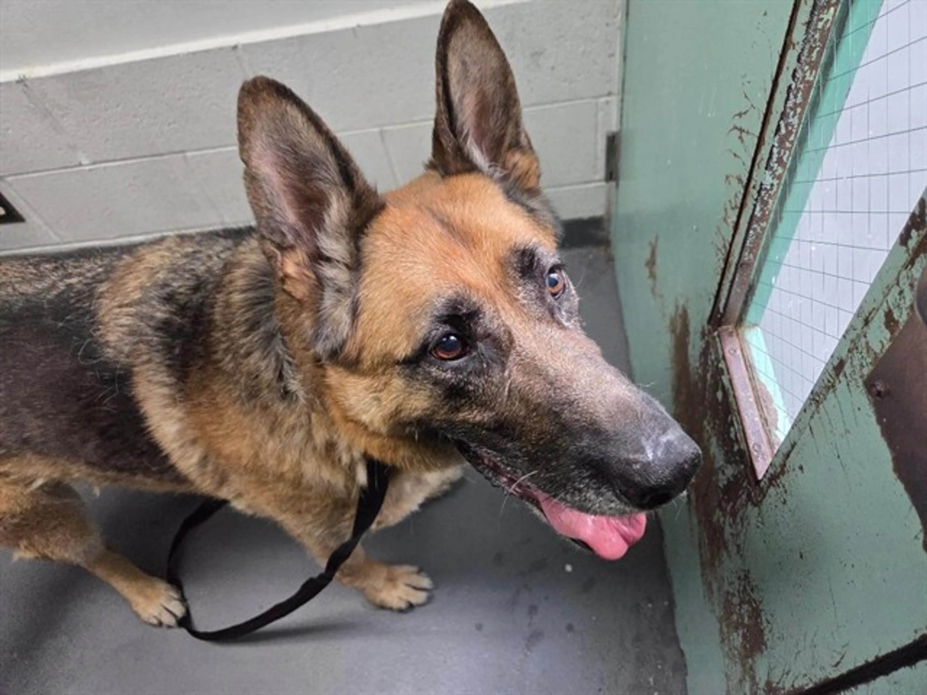 Found pet