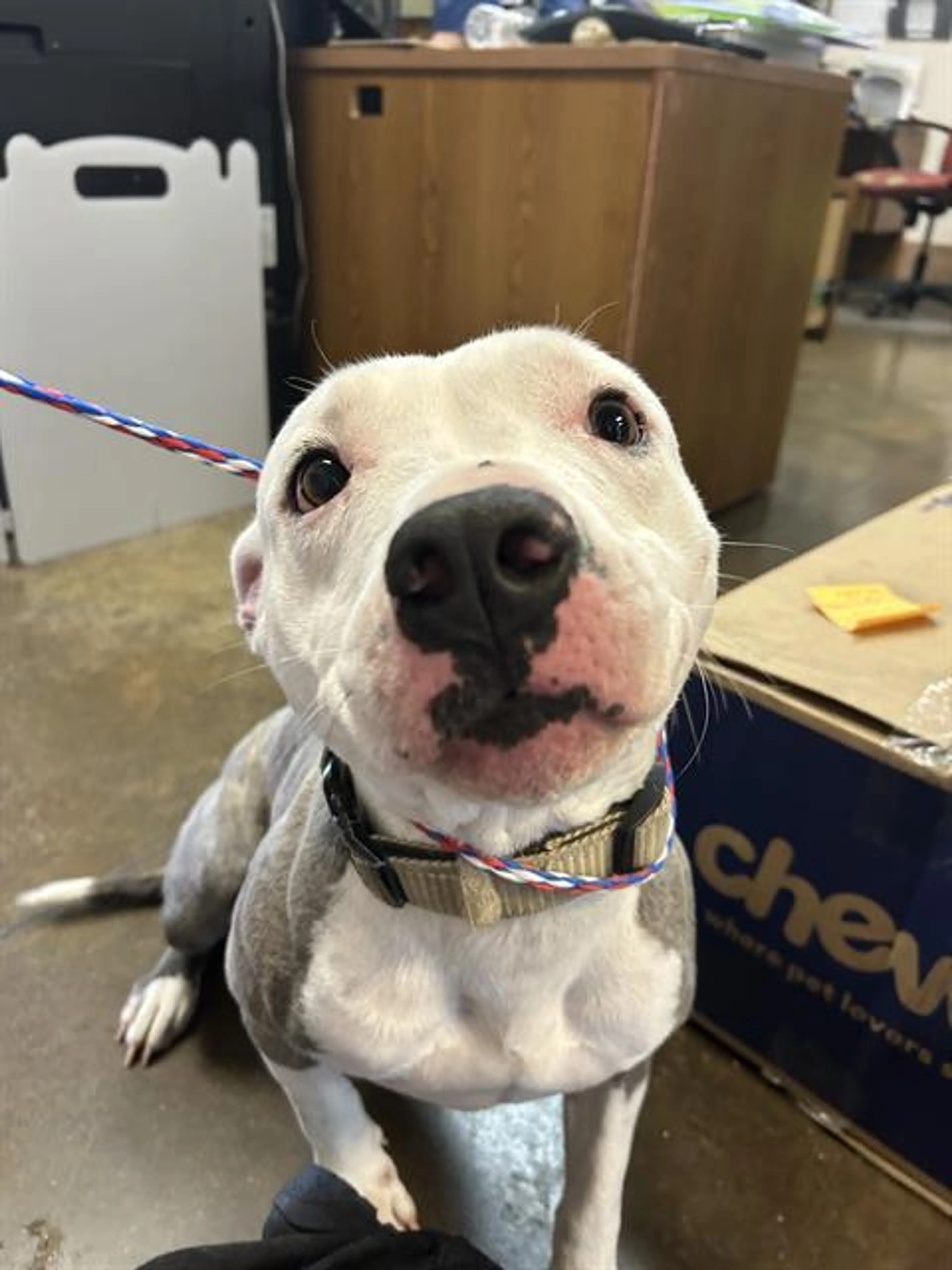 Found pet
