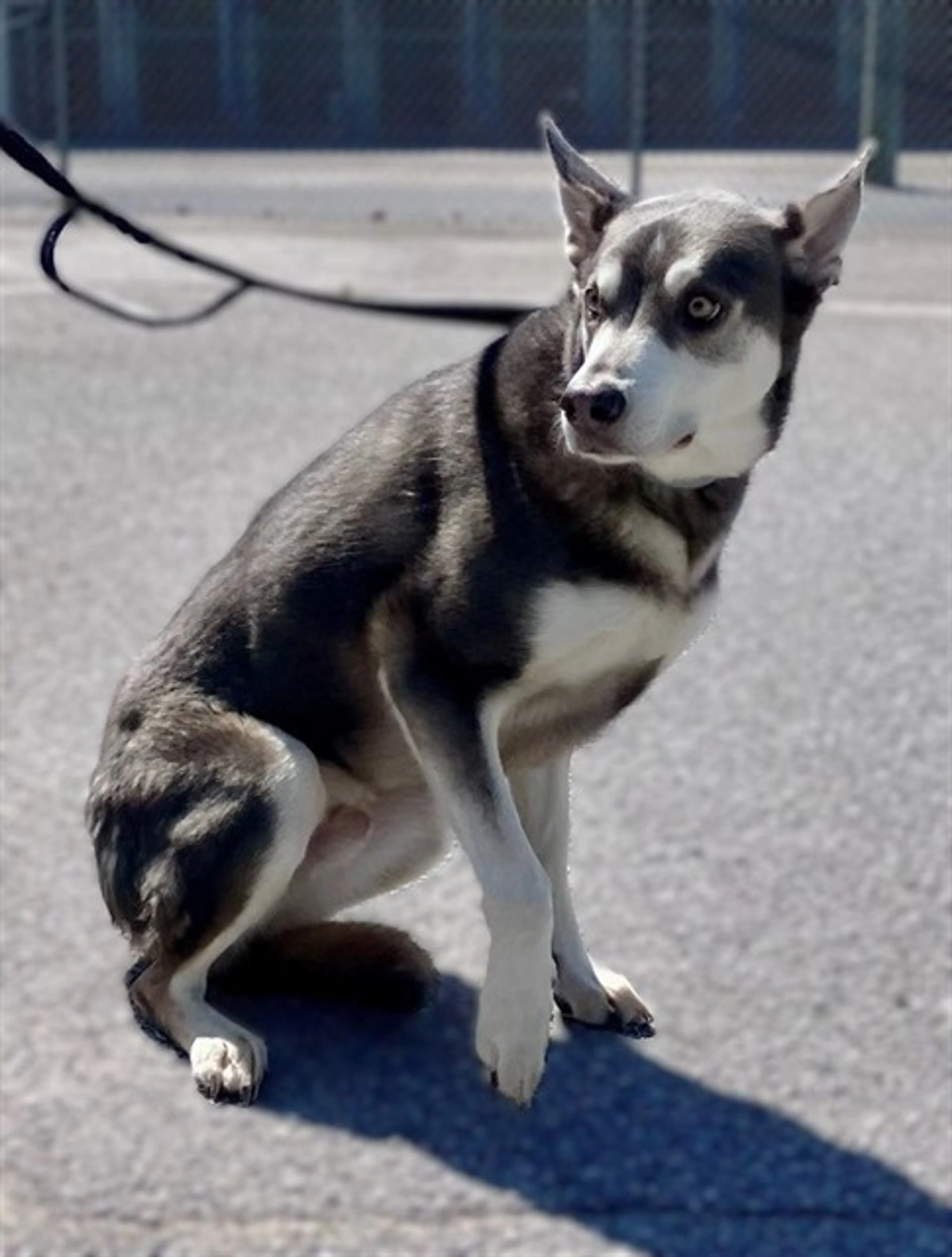 Found pet