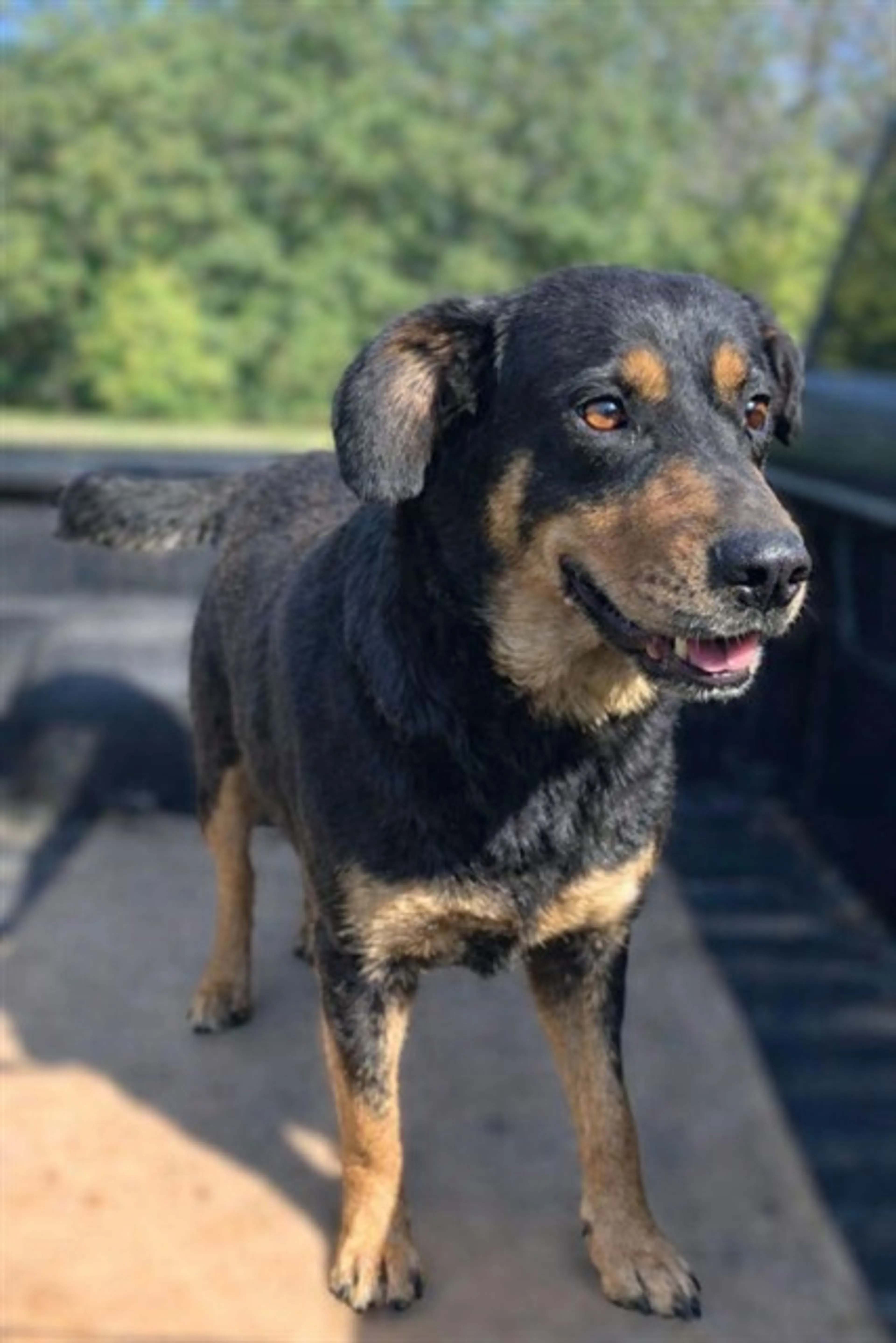 Found pet