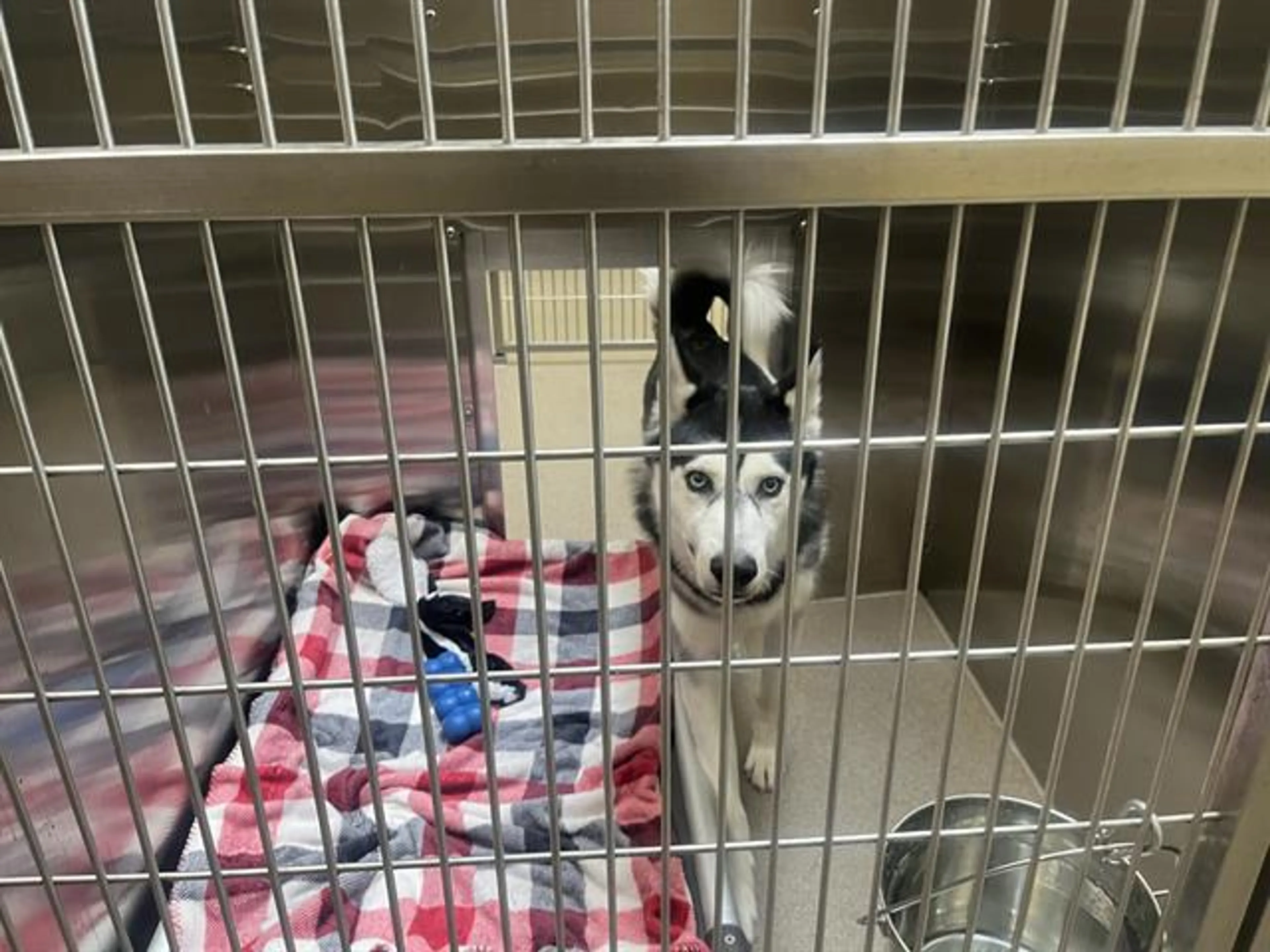 Found pet