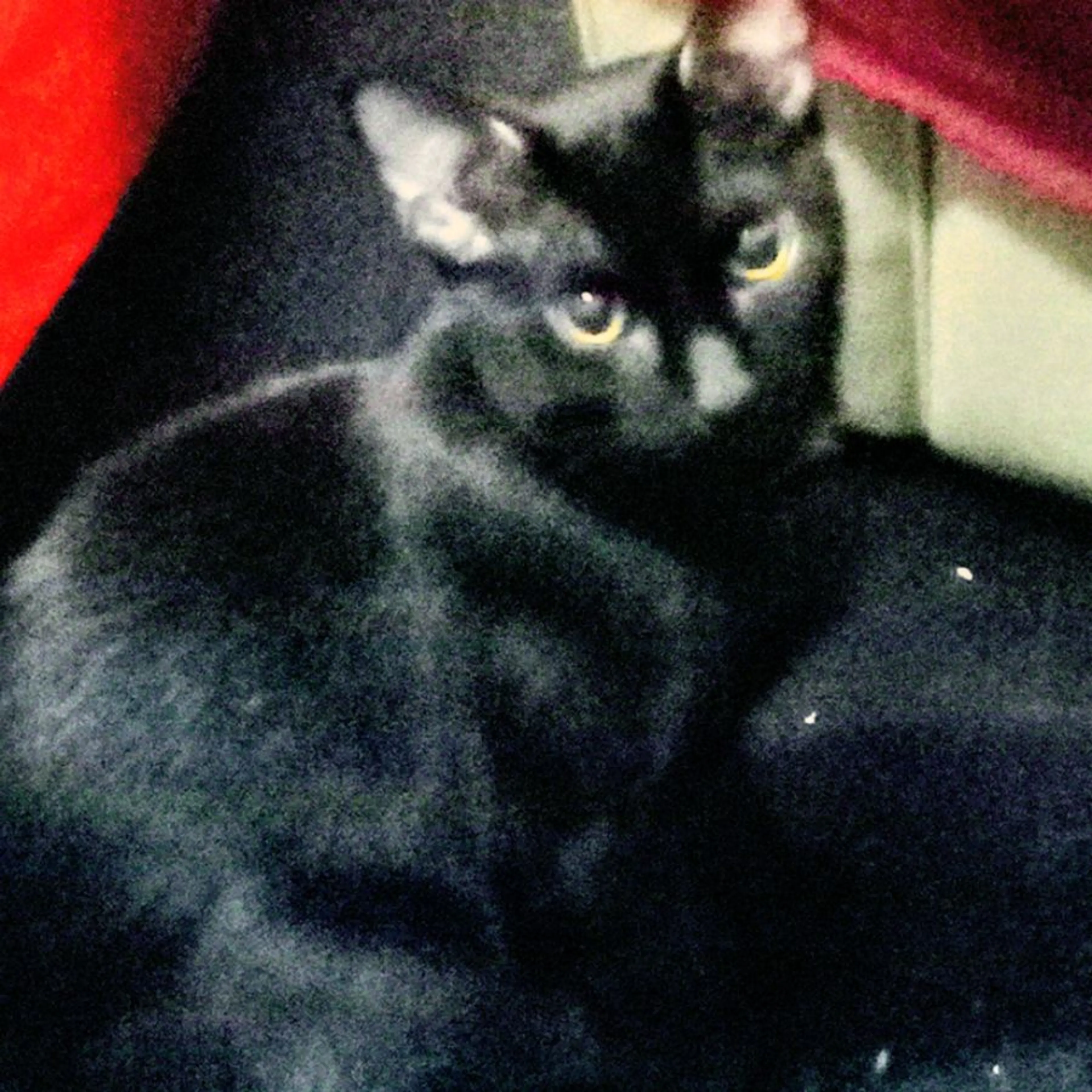 Lost pet