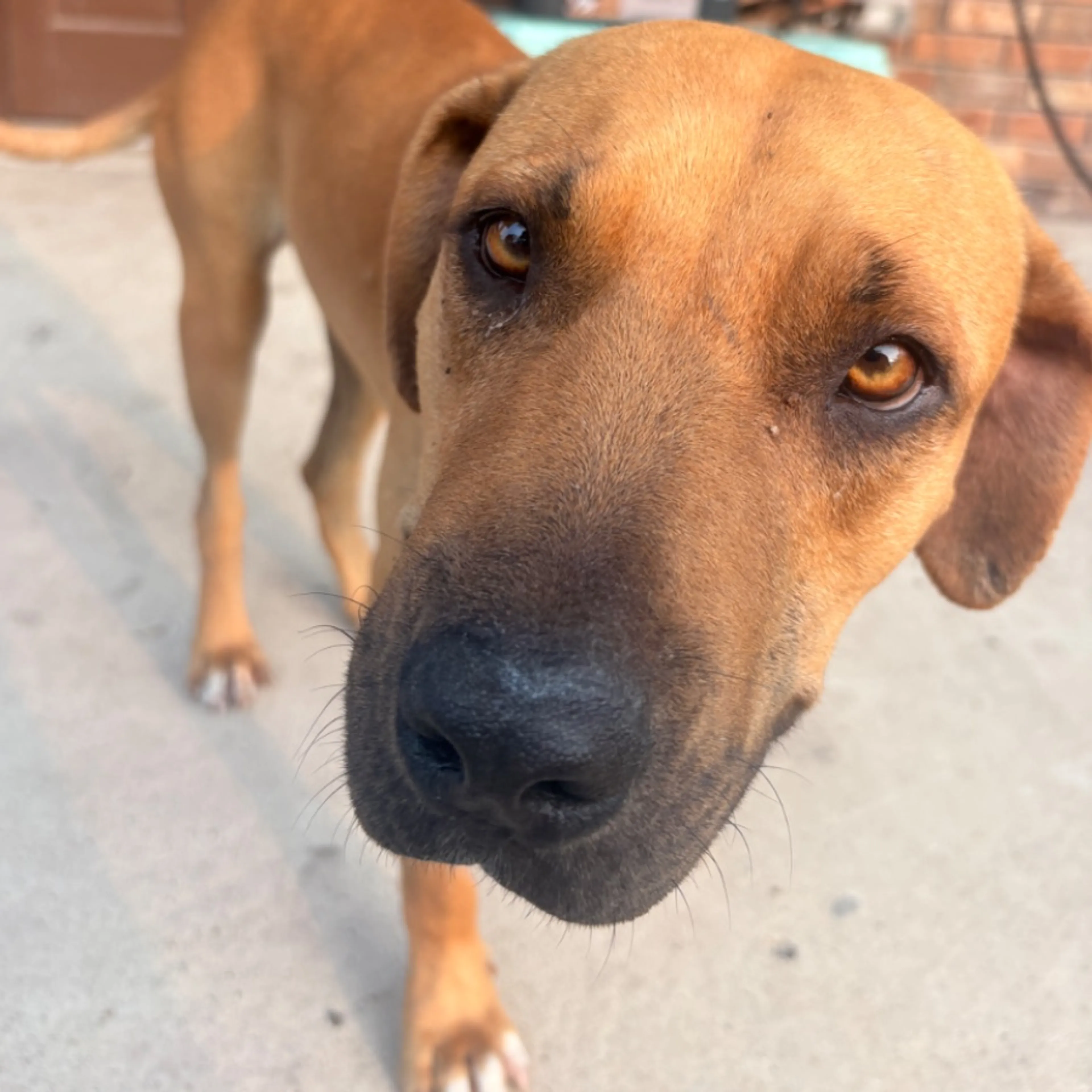 Found pet
