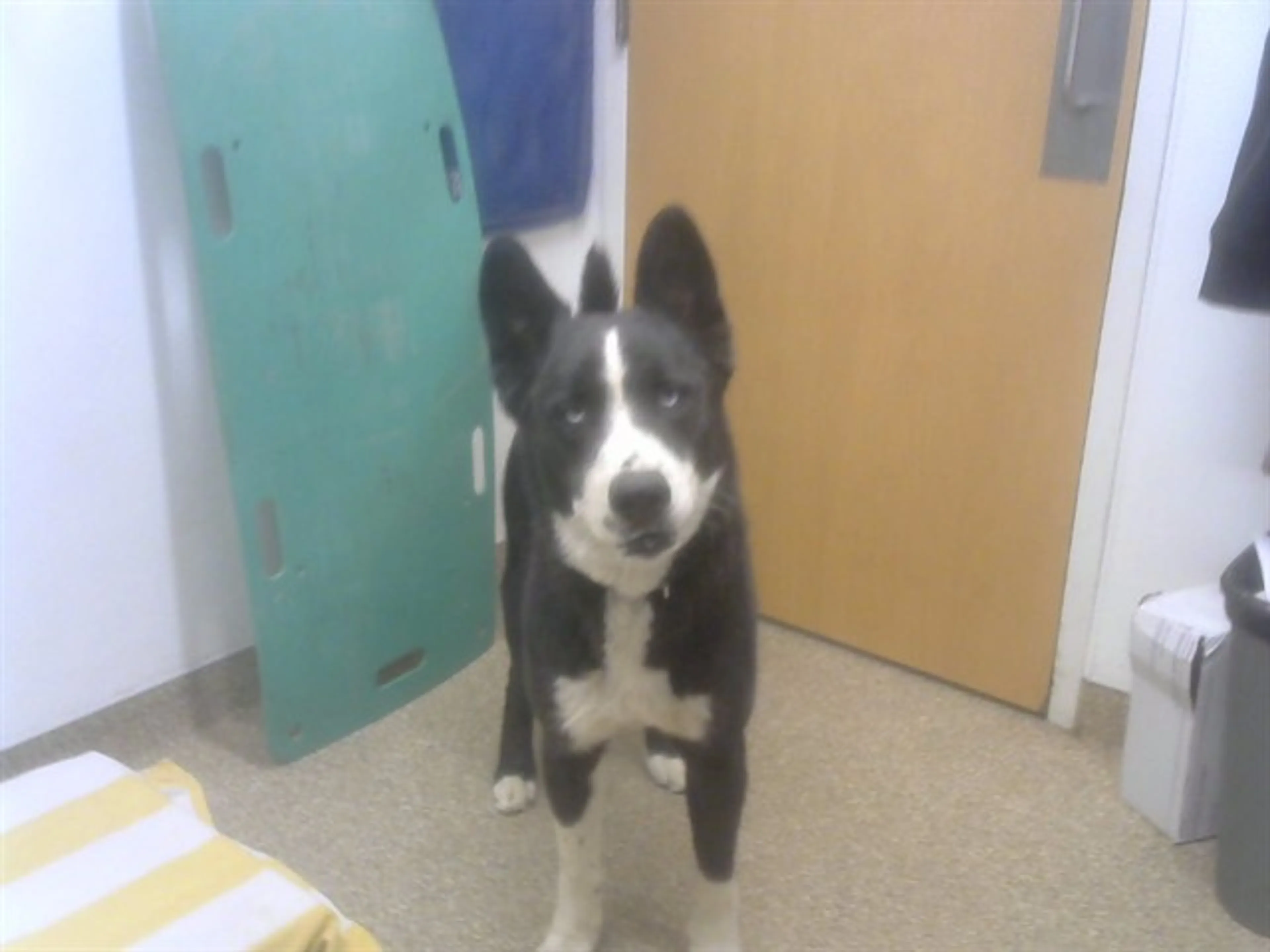 Found pet