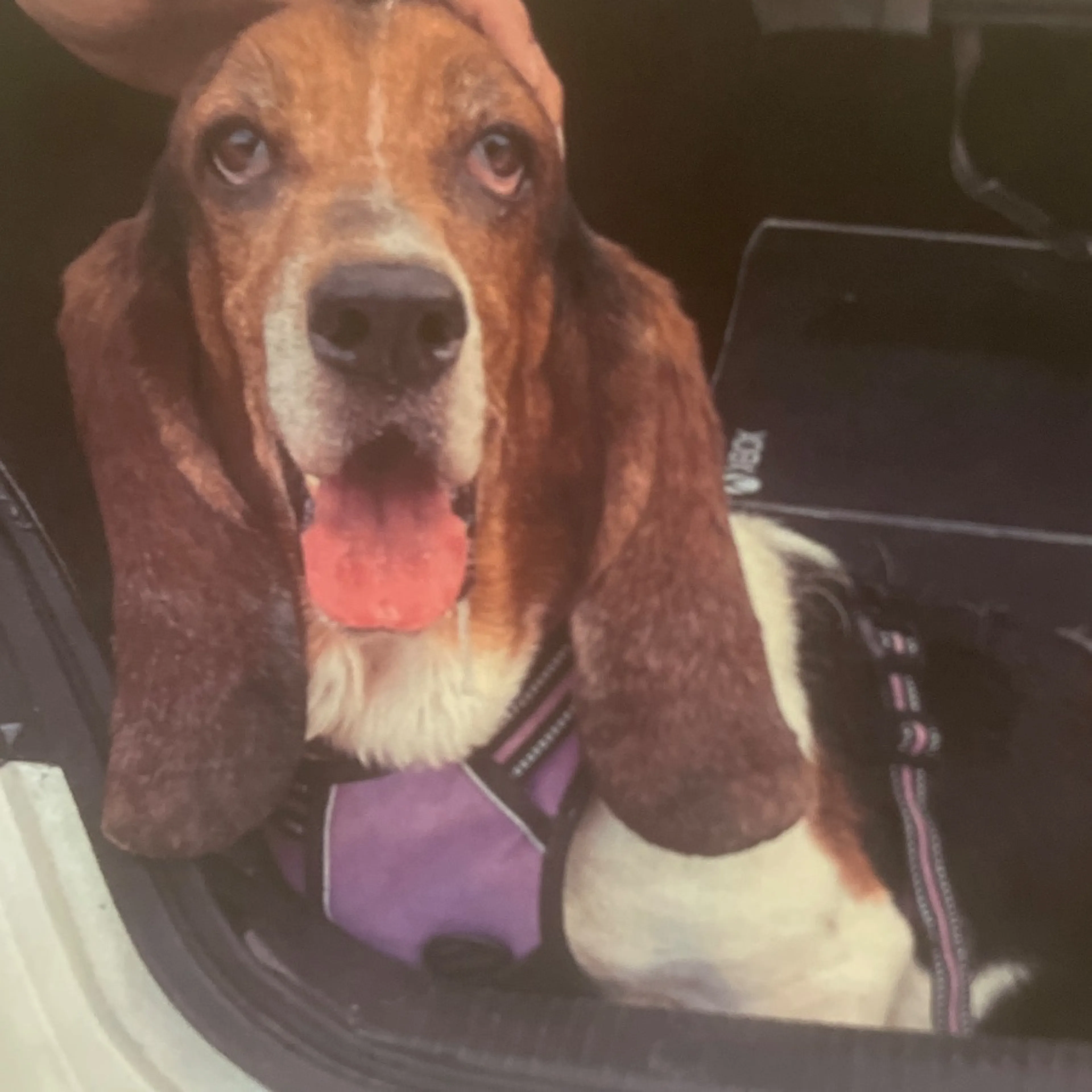Lost pet
