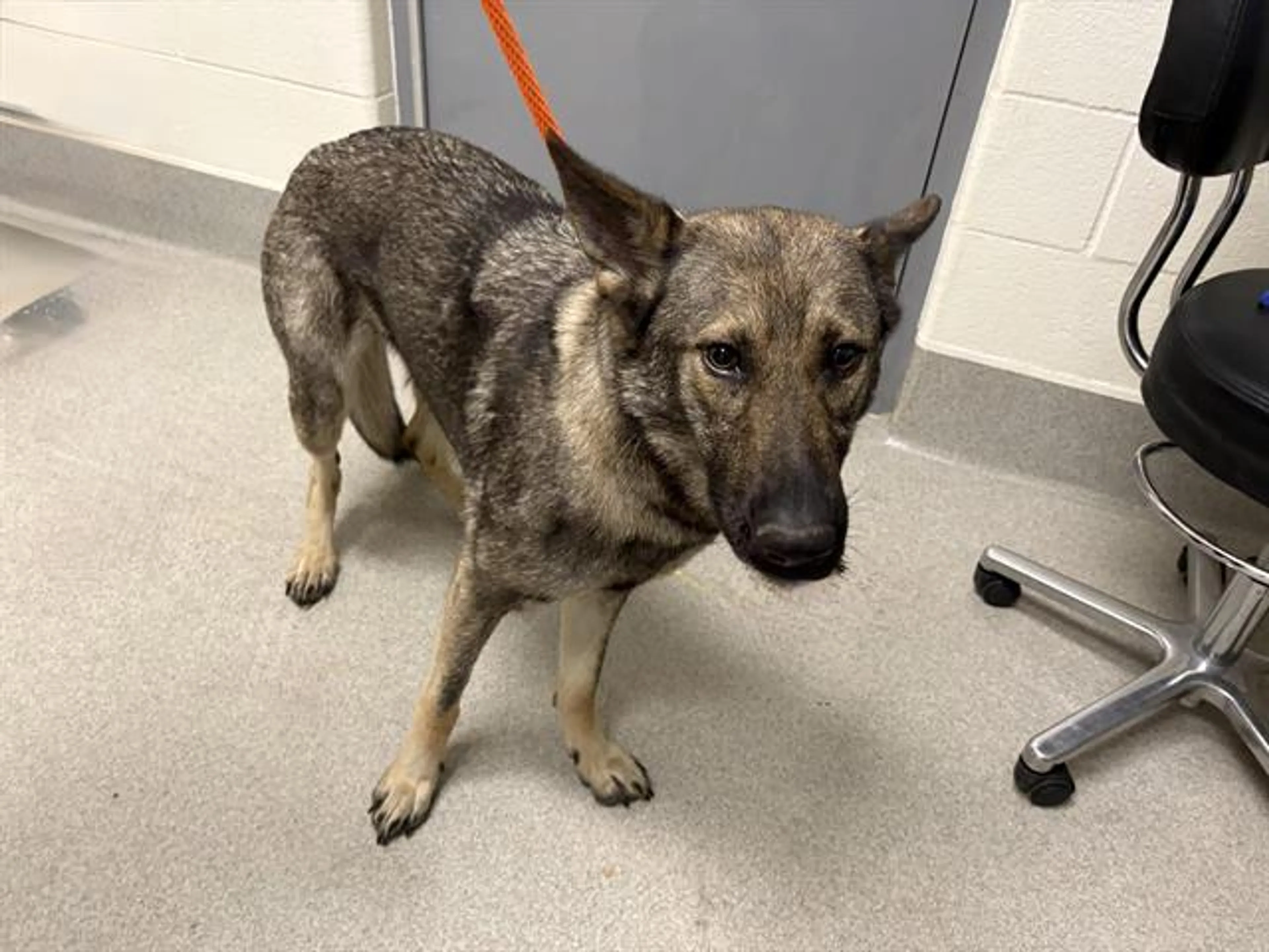 Found pet