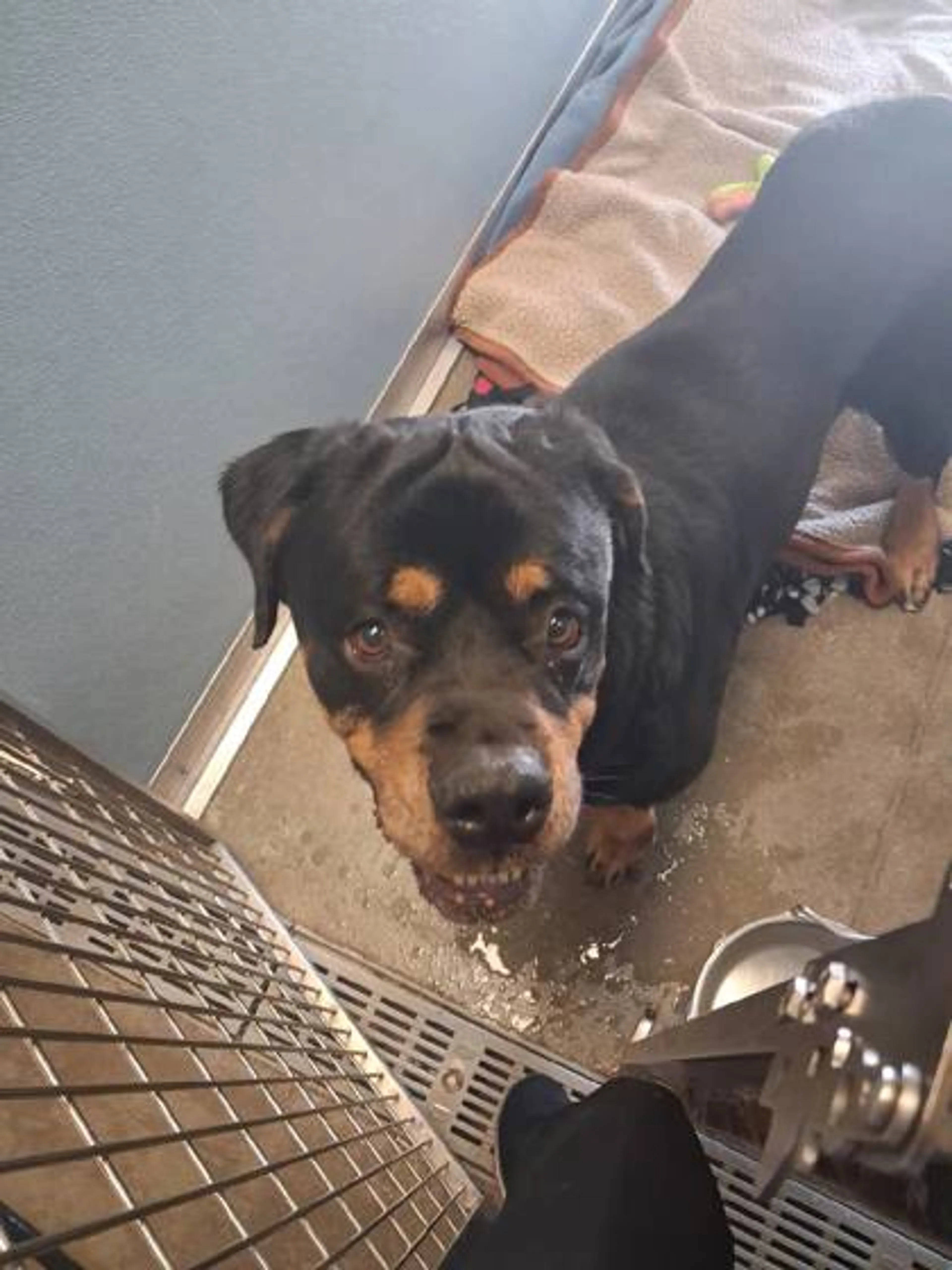 Found pet