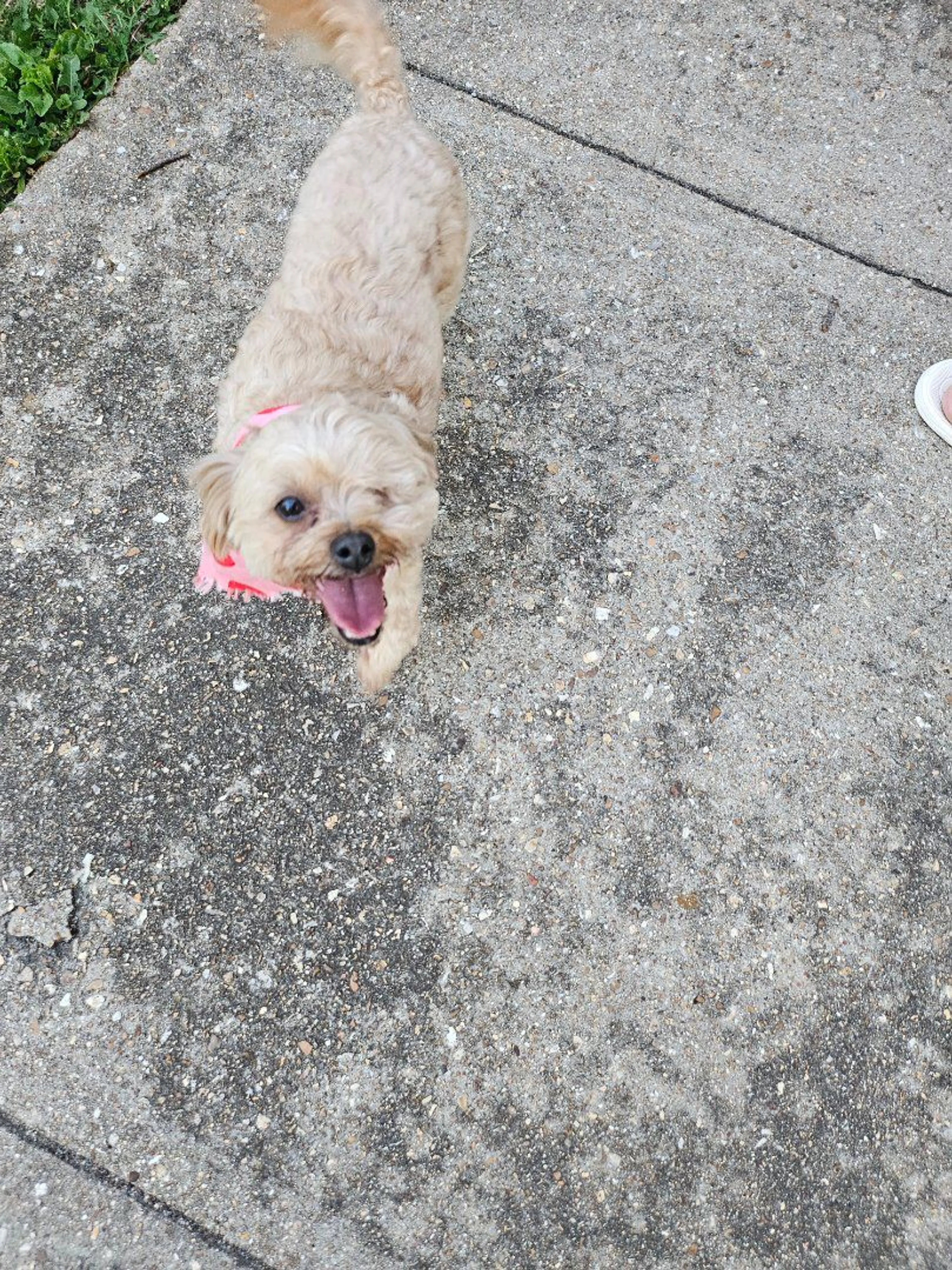 Lost pet