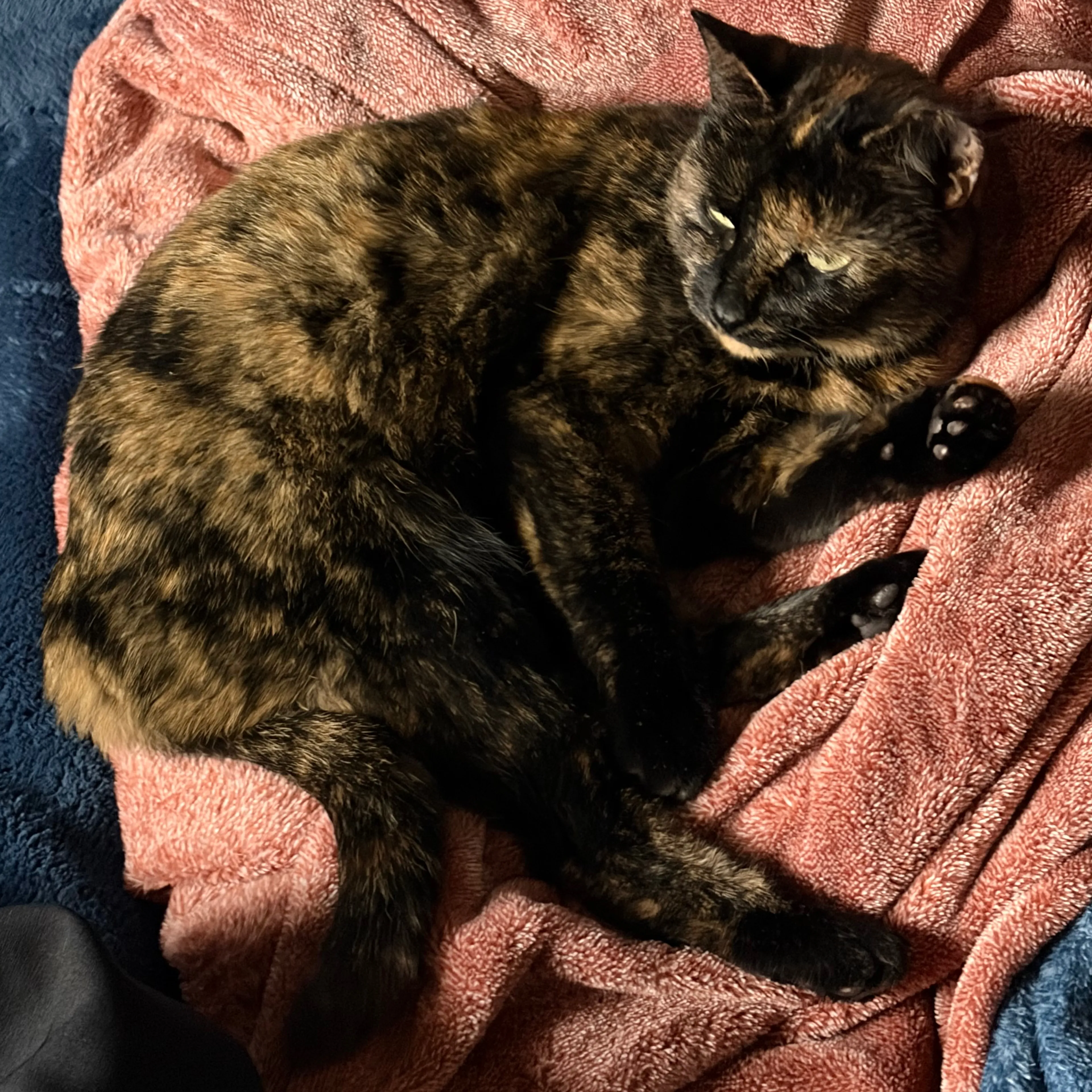 Lost pet-1