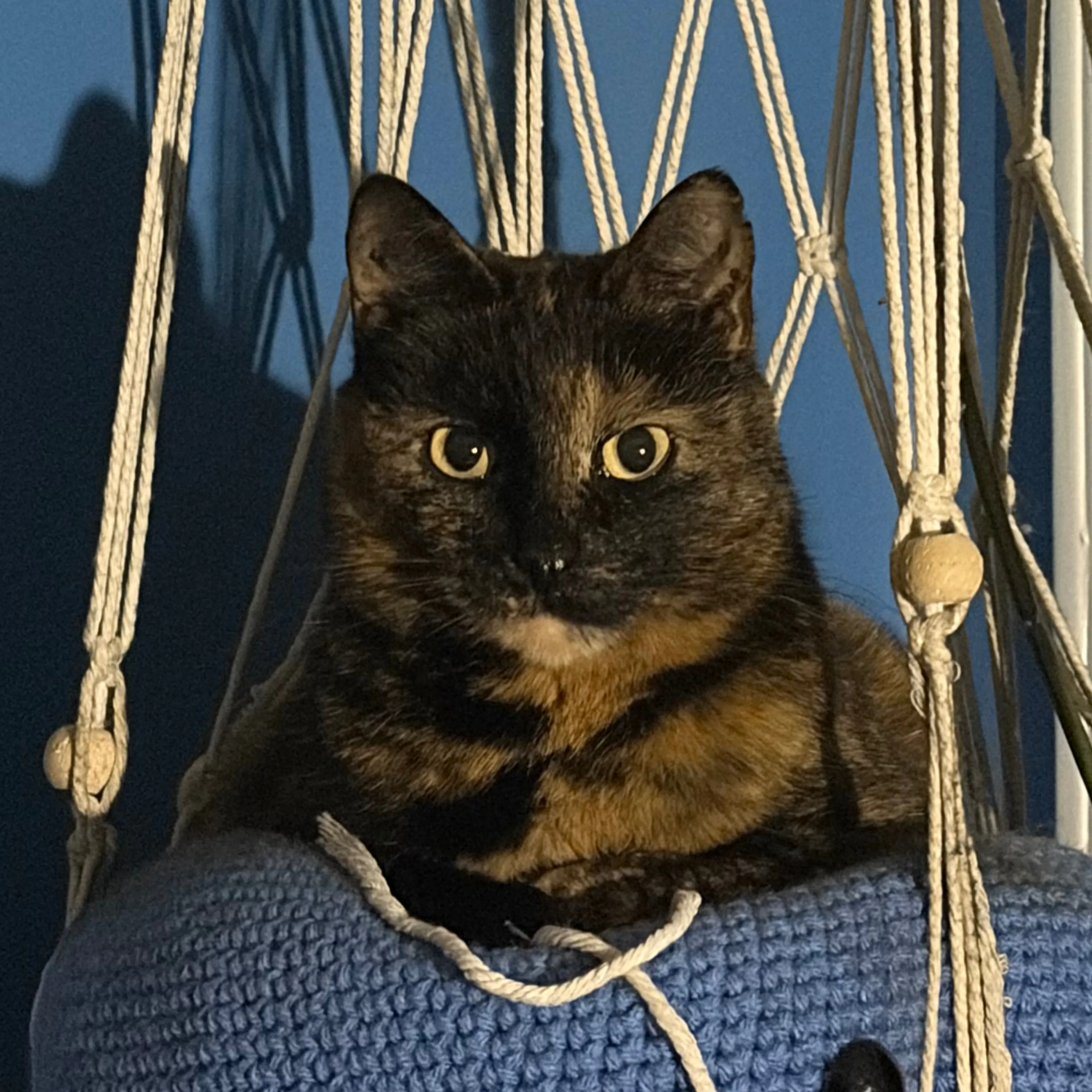 Lost pet-2