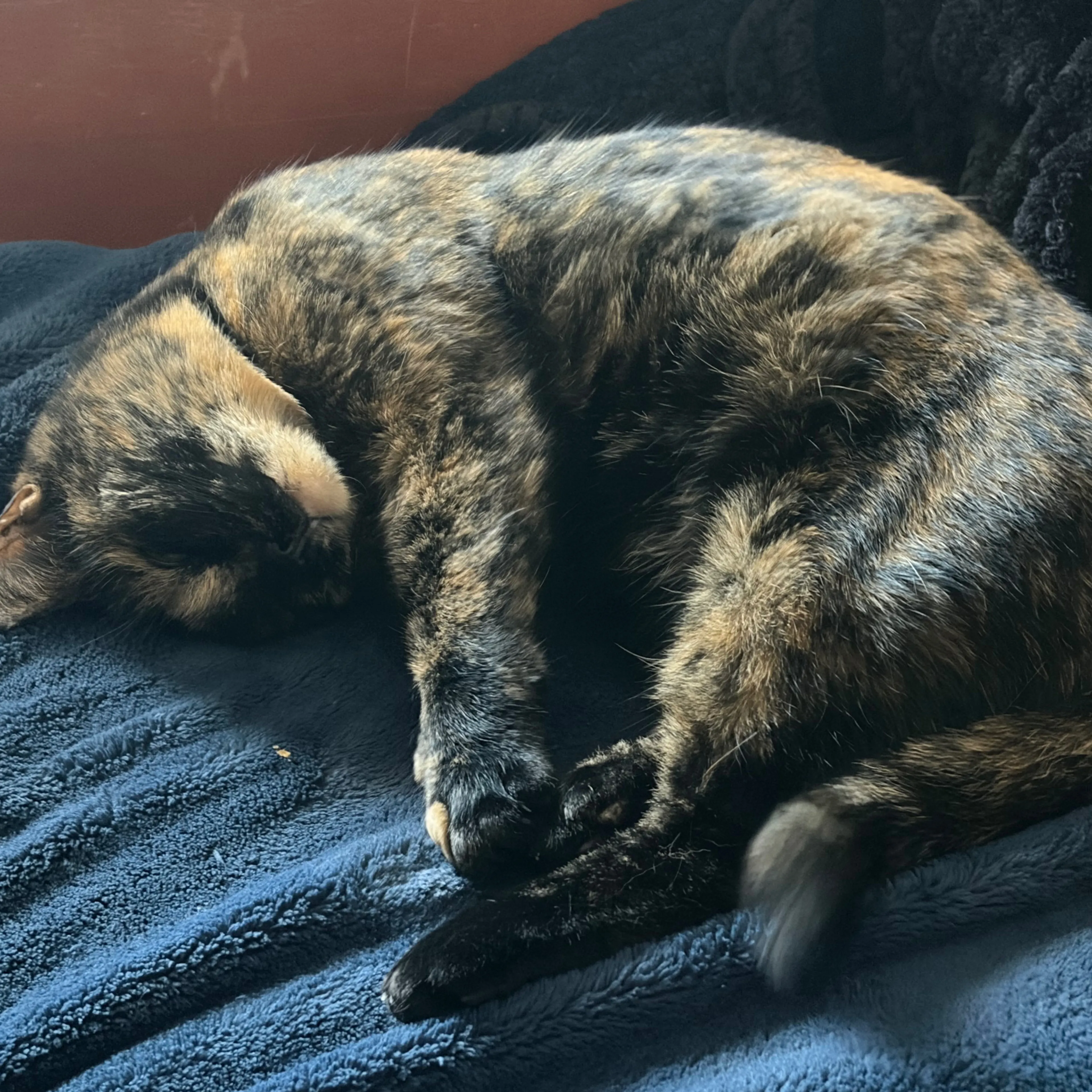 Lost pet-3