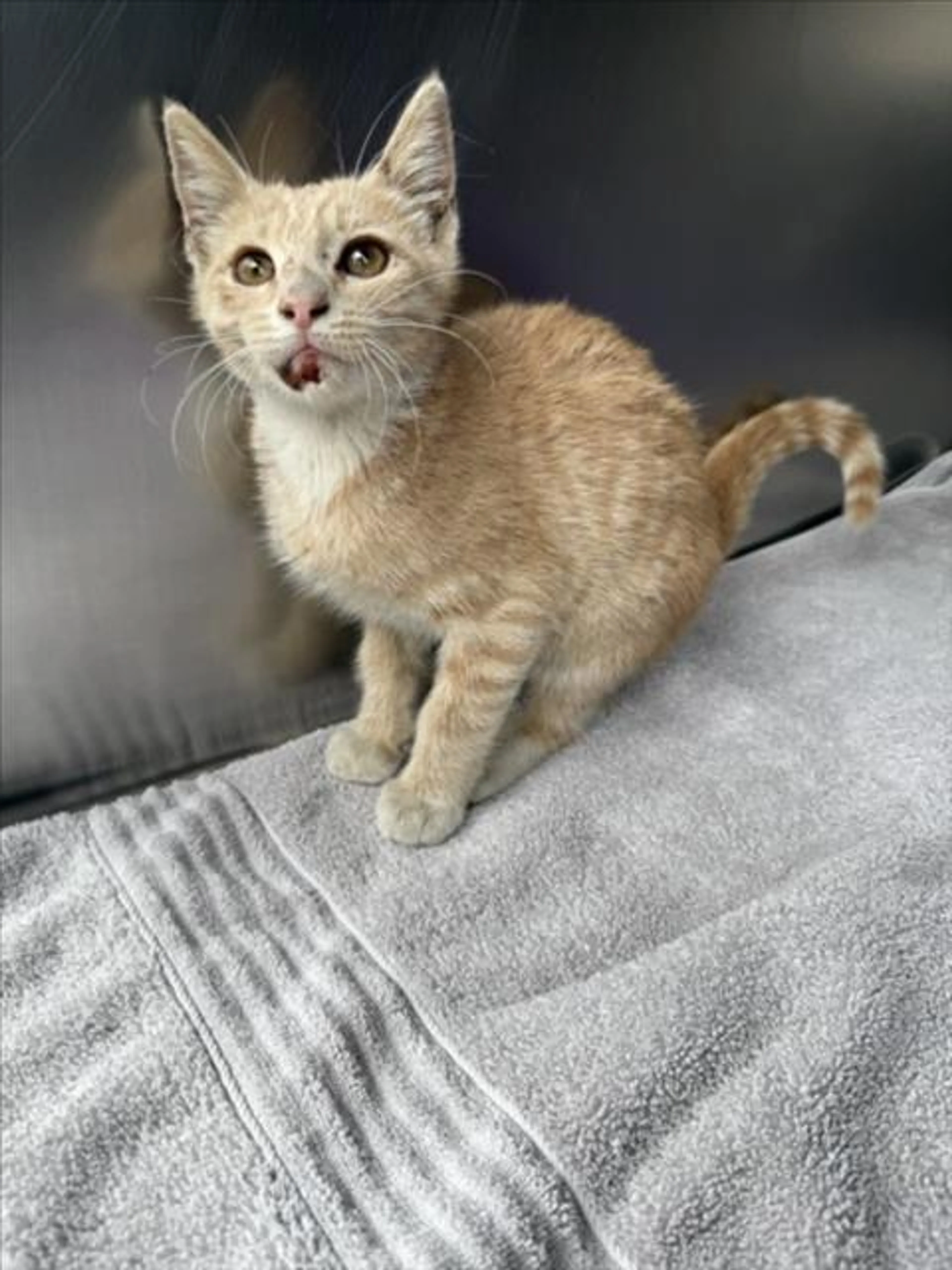 Found pet