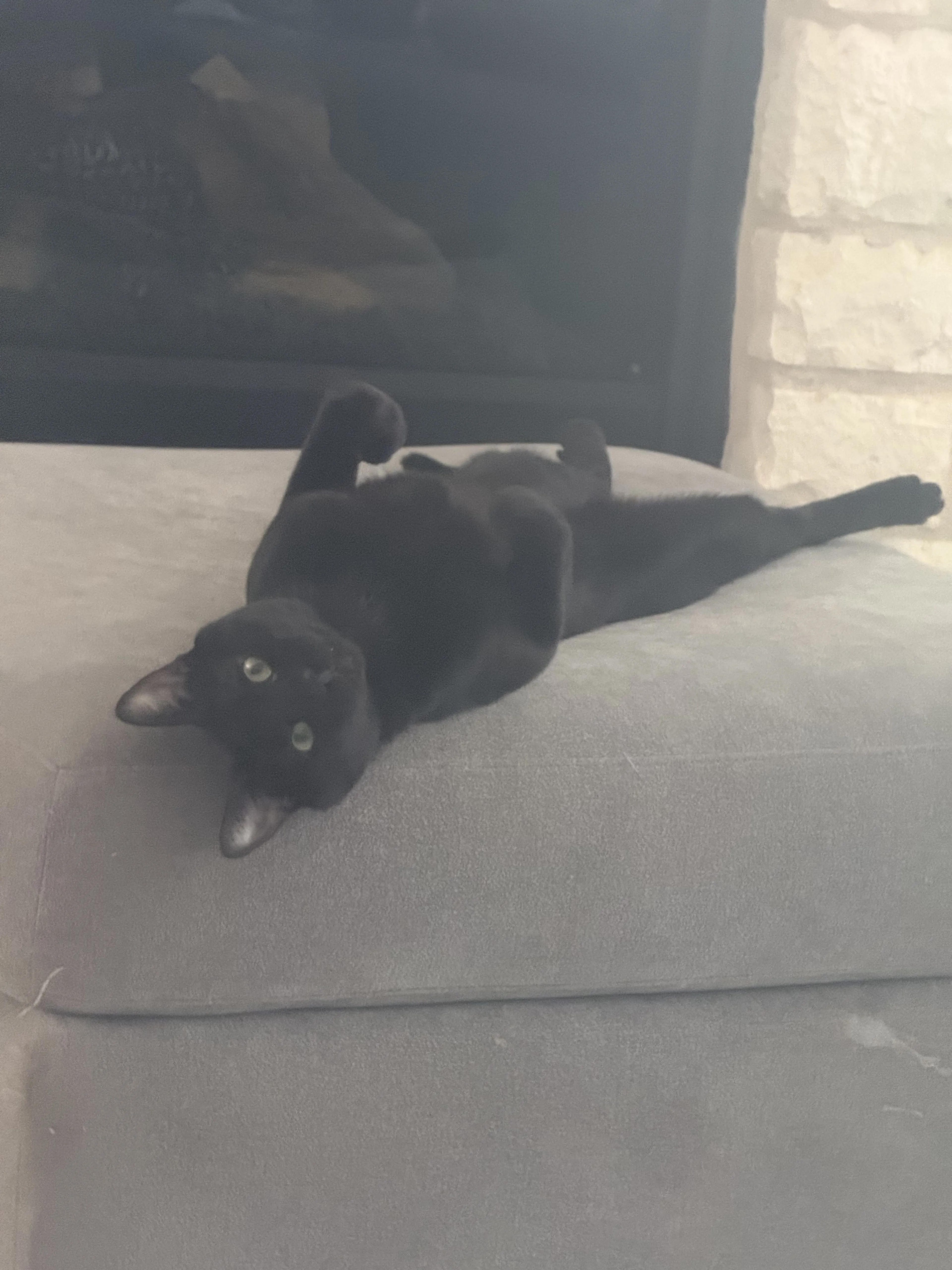 Lost pet-0