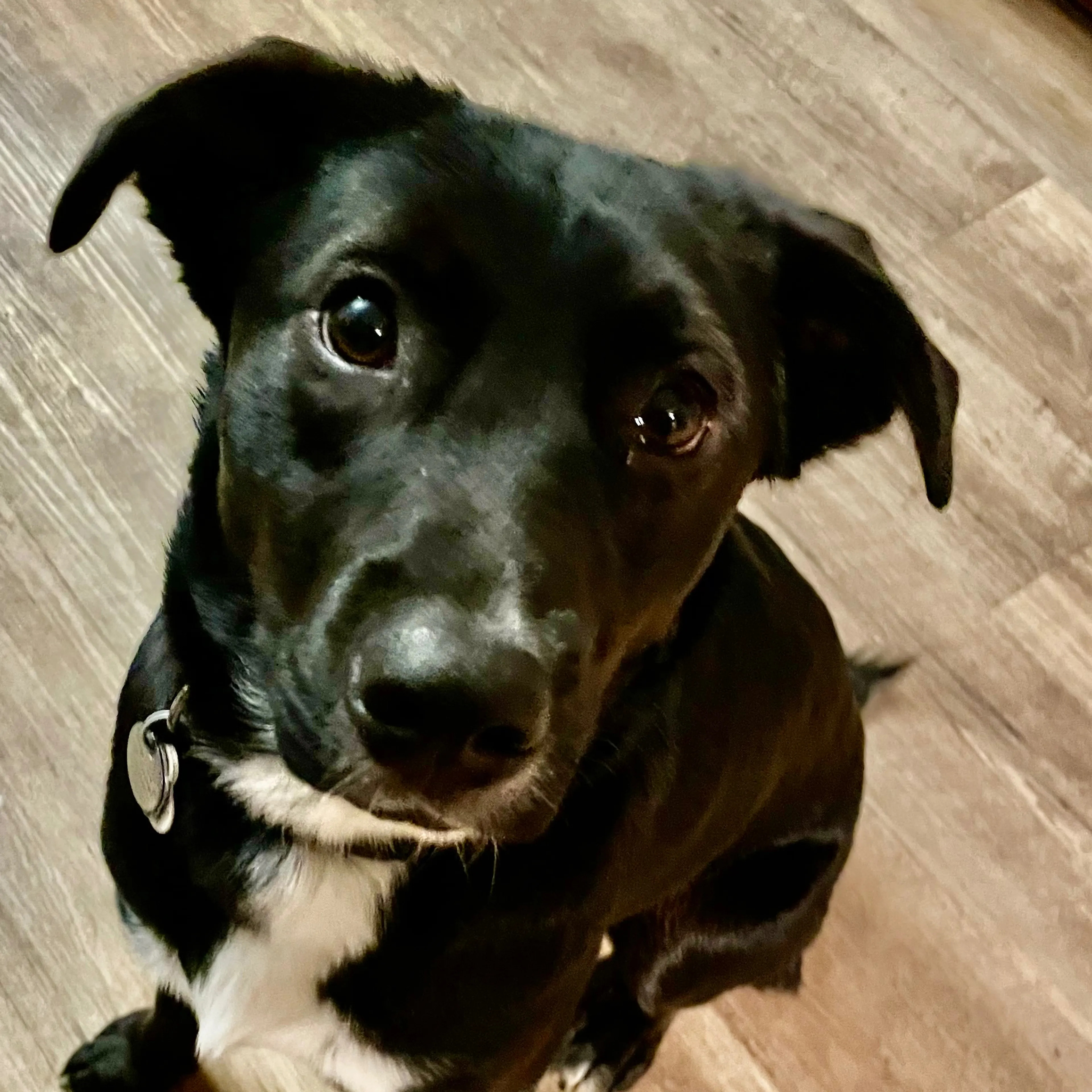 Lost pet-2