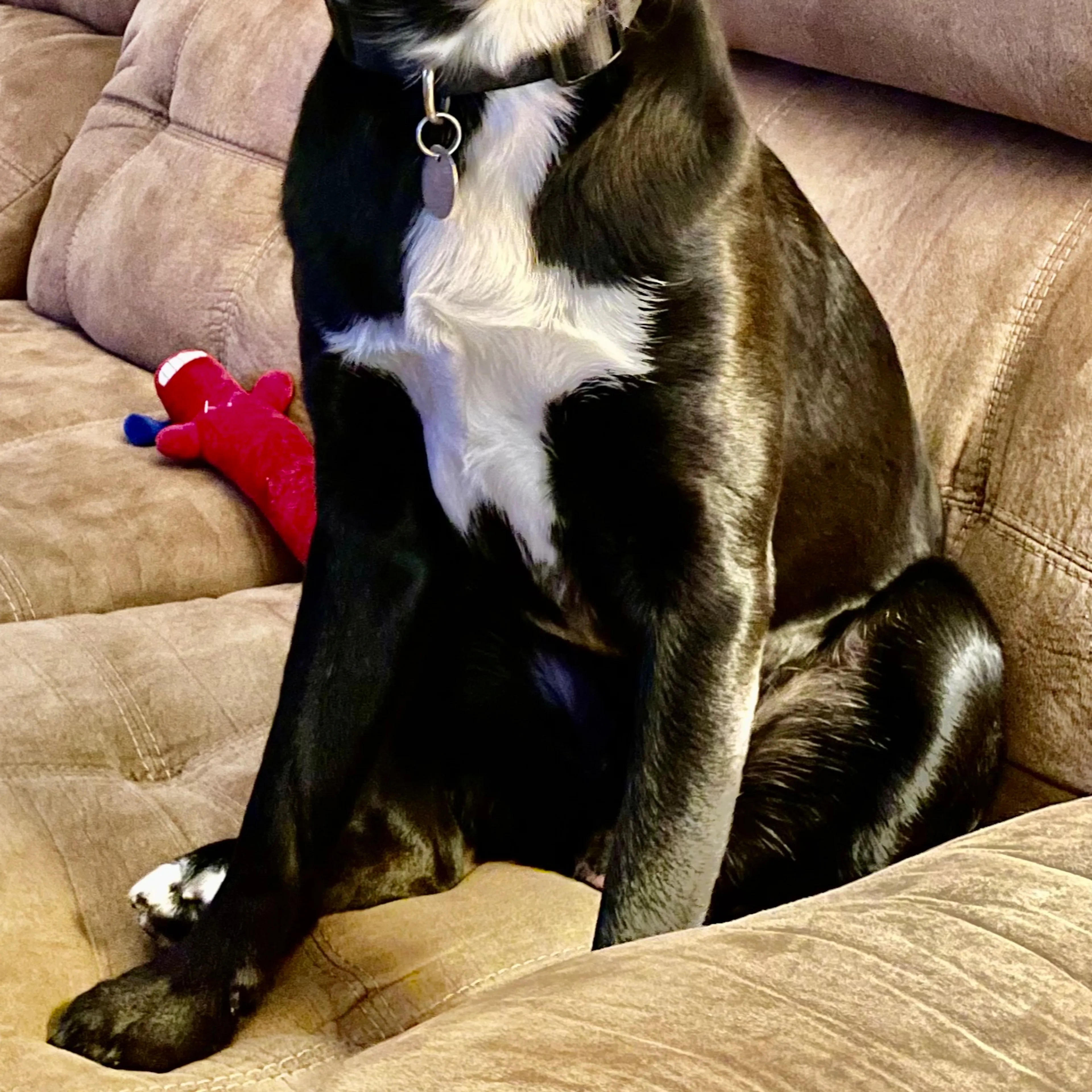 Lost pet-1