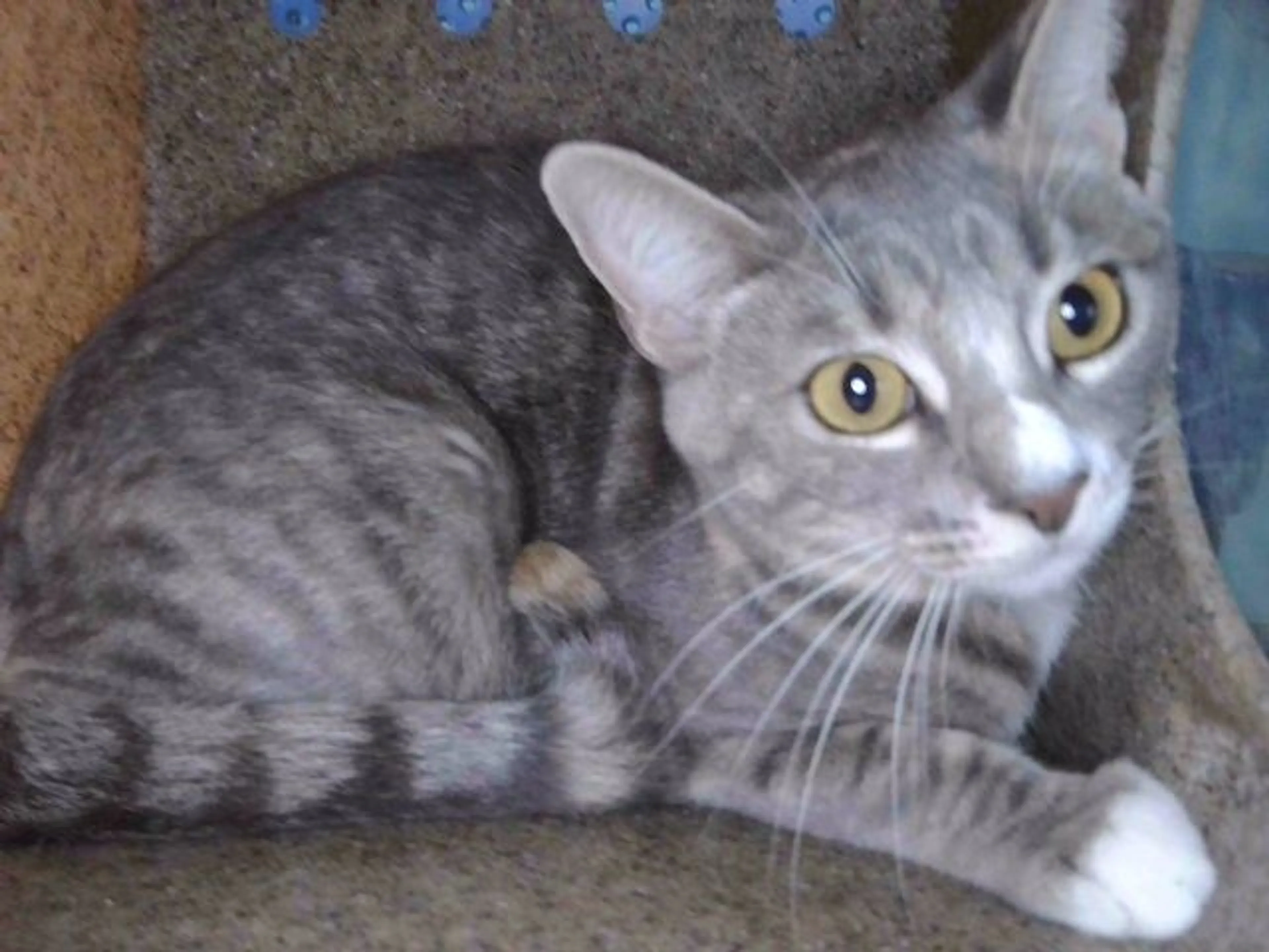 Found pet