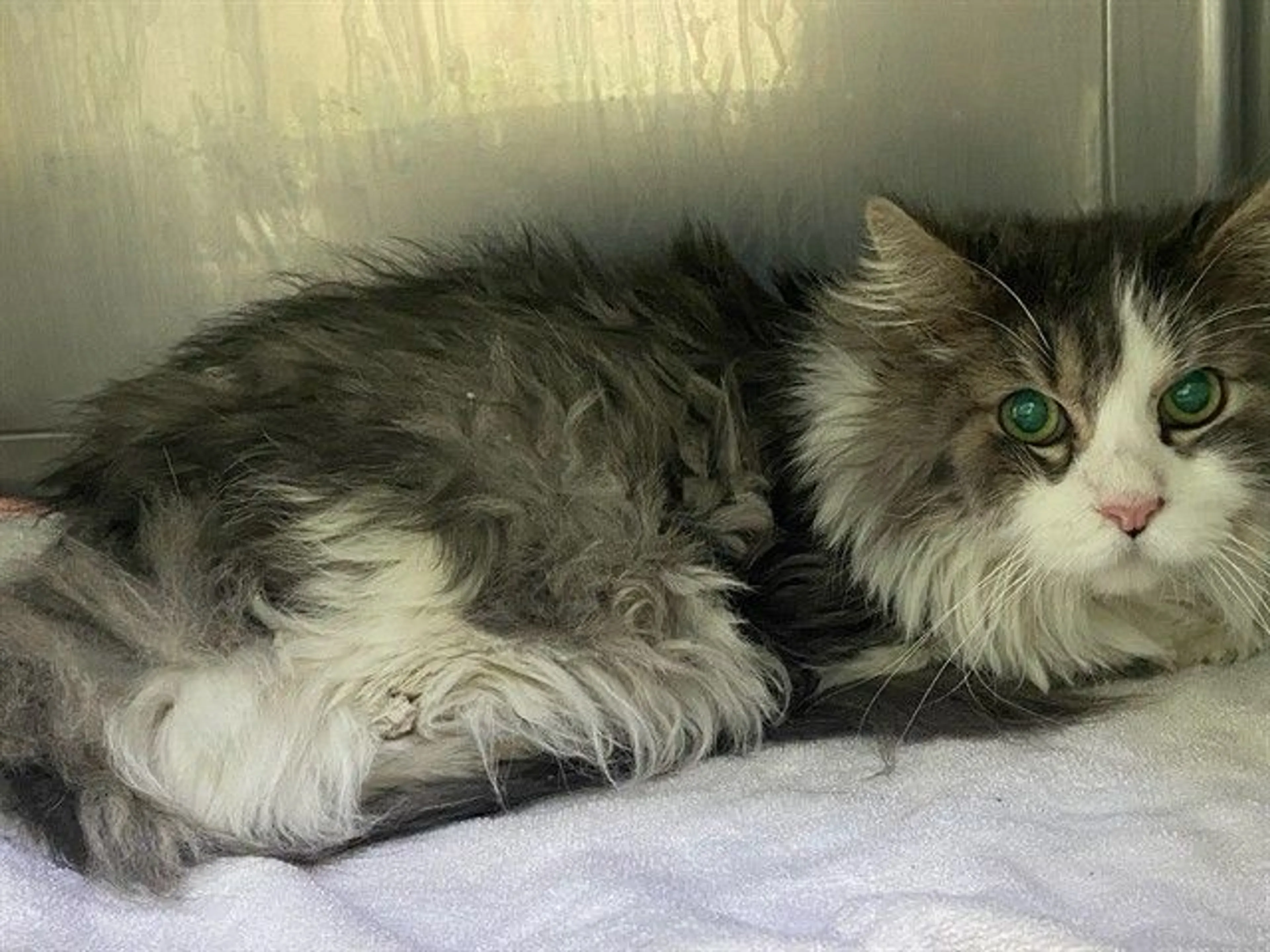 Found pet
