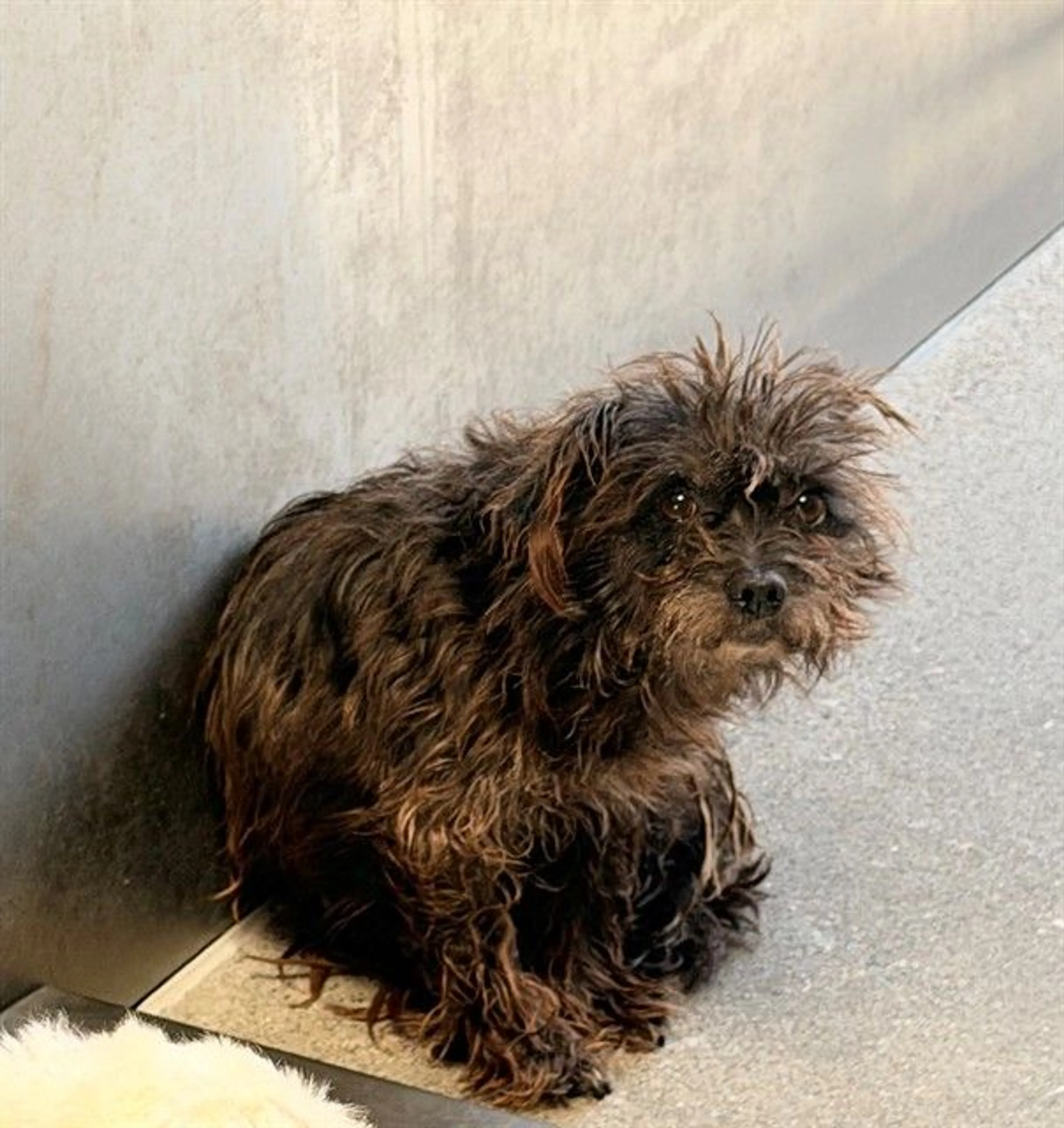 Found pet