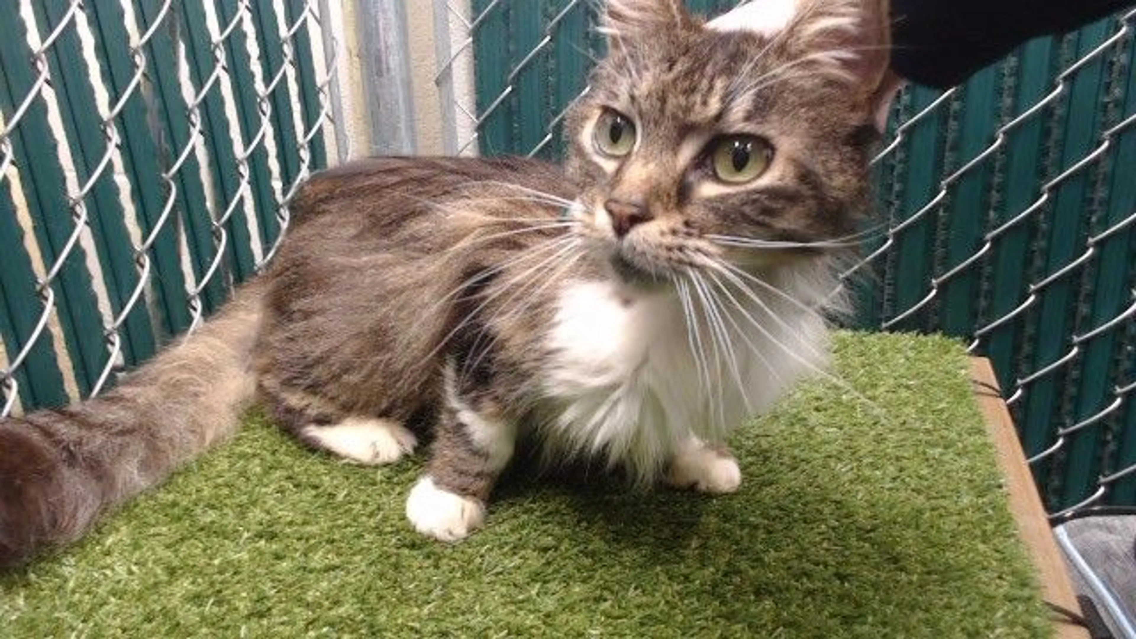 Found pet