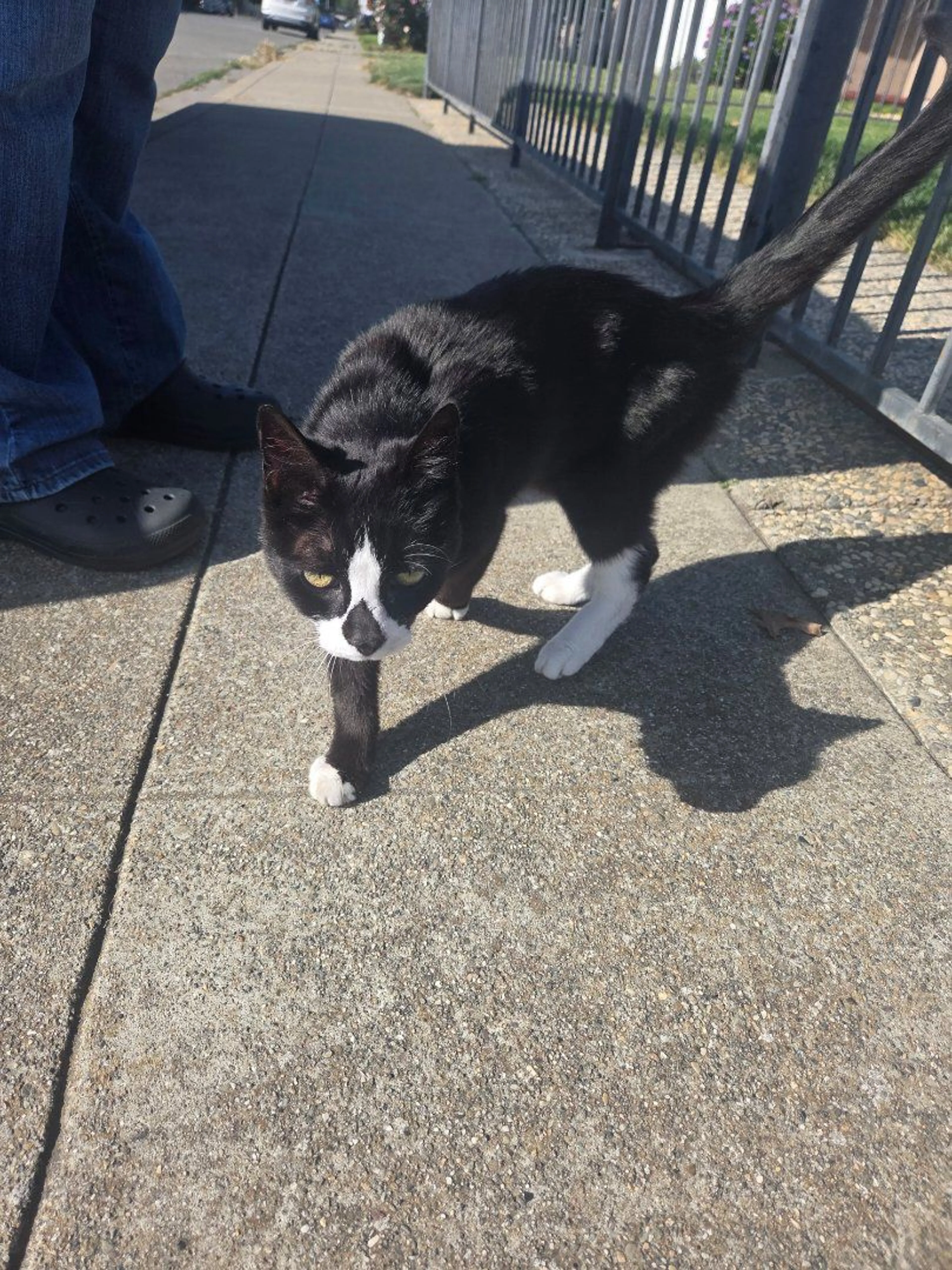 Lost pet-0
