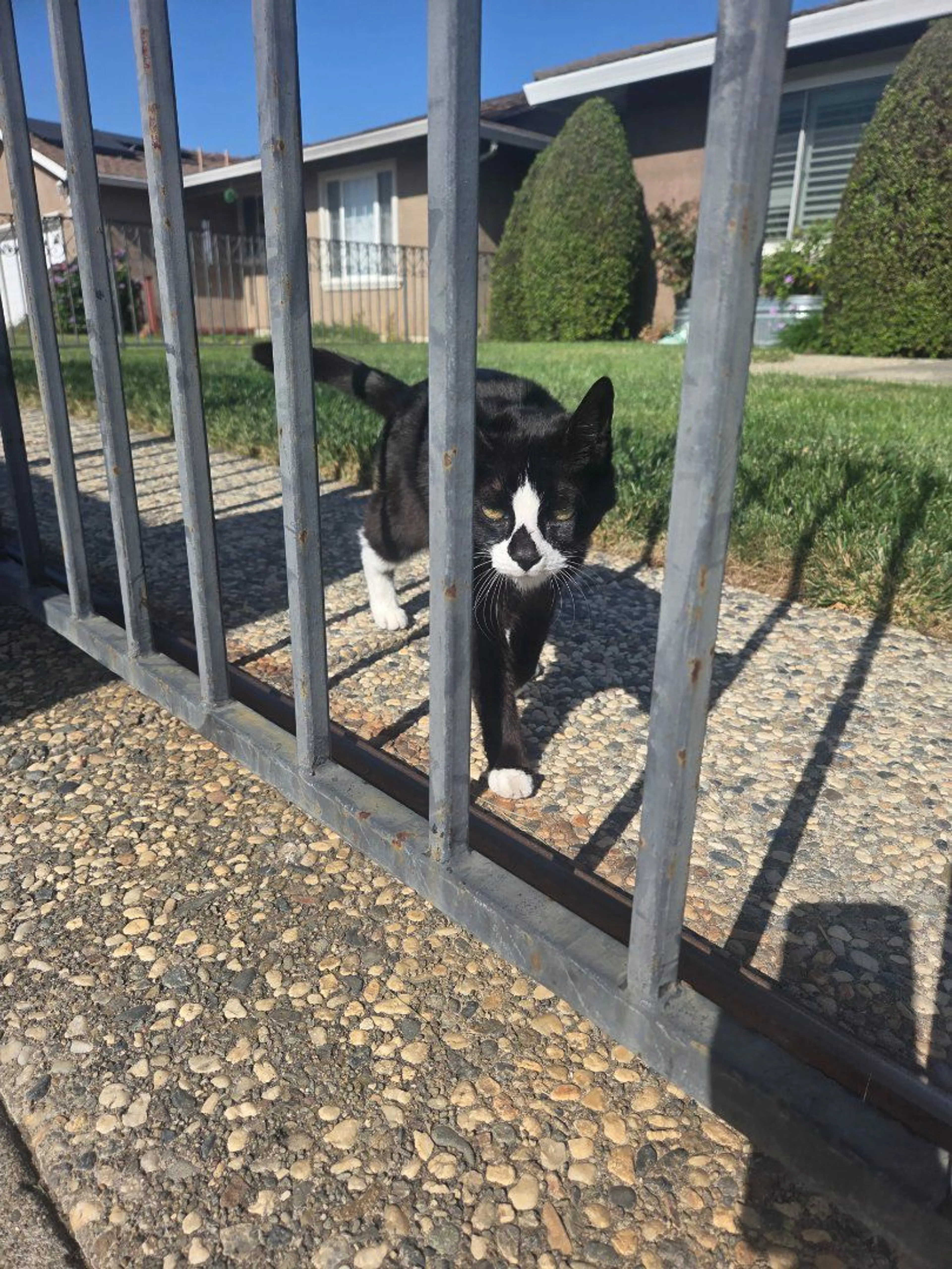 Lost pet-1