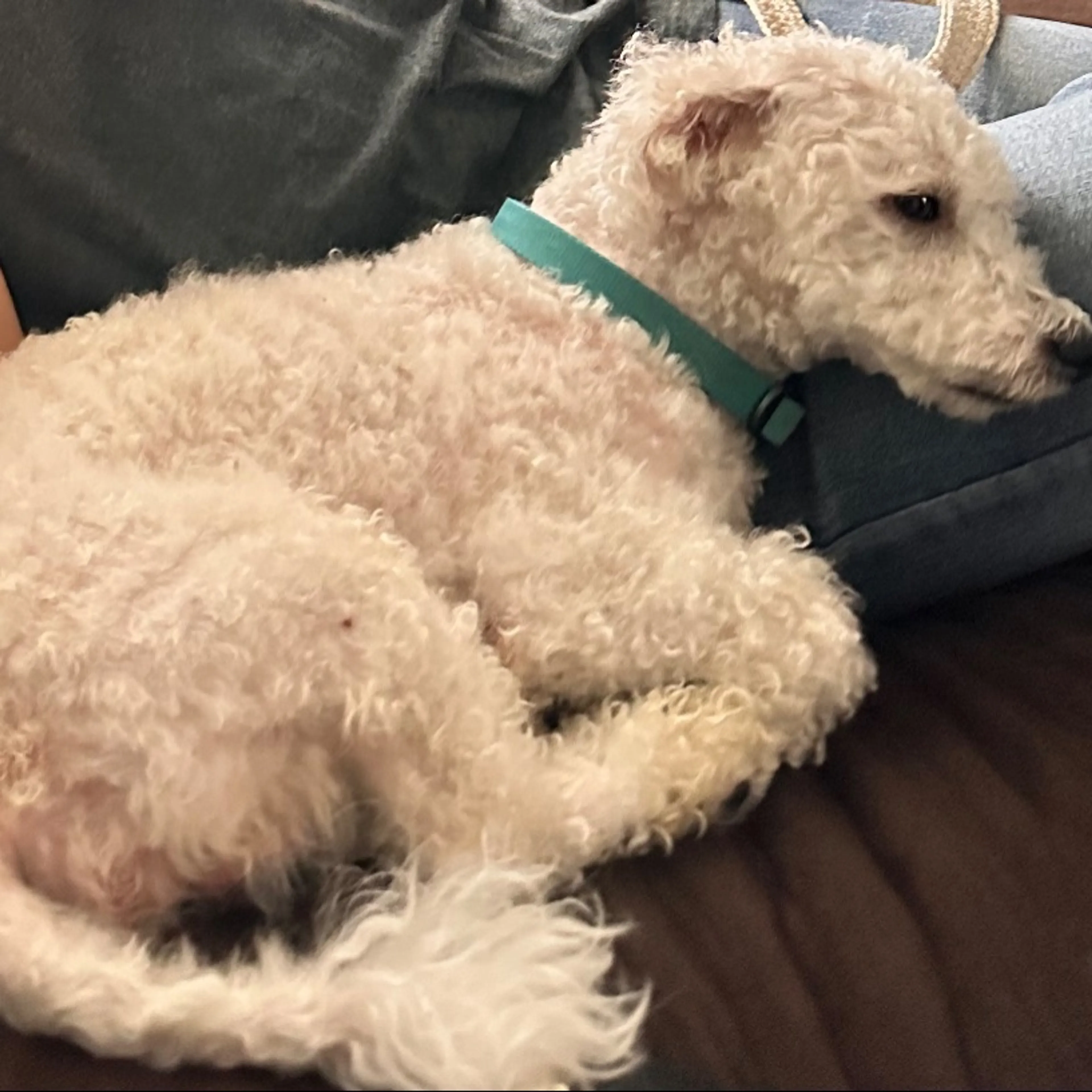 Lost pet