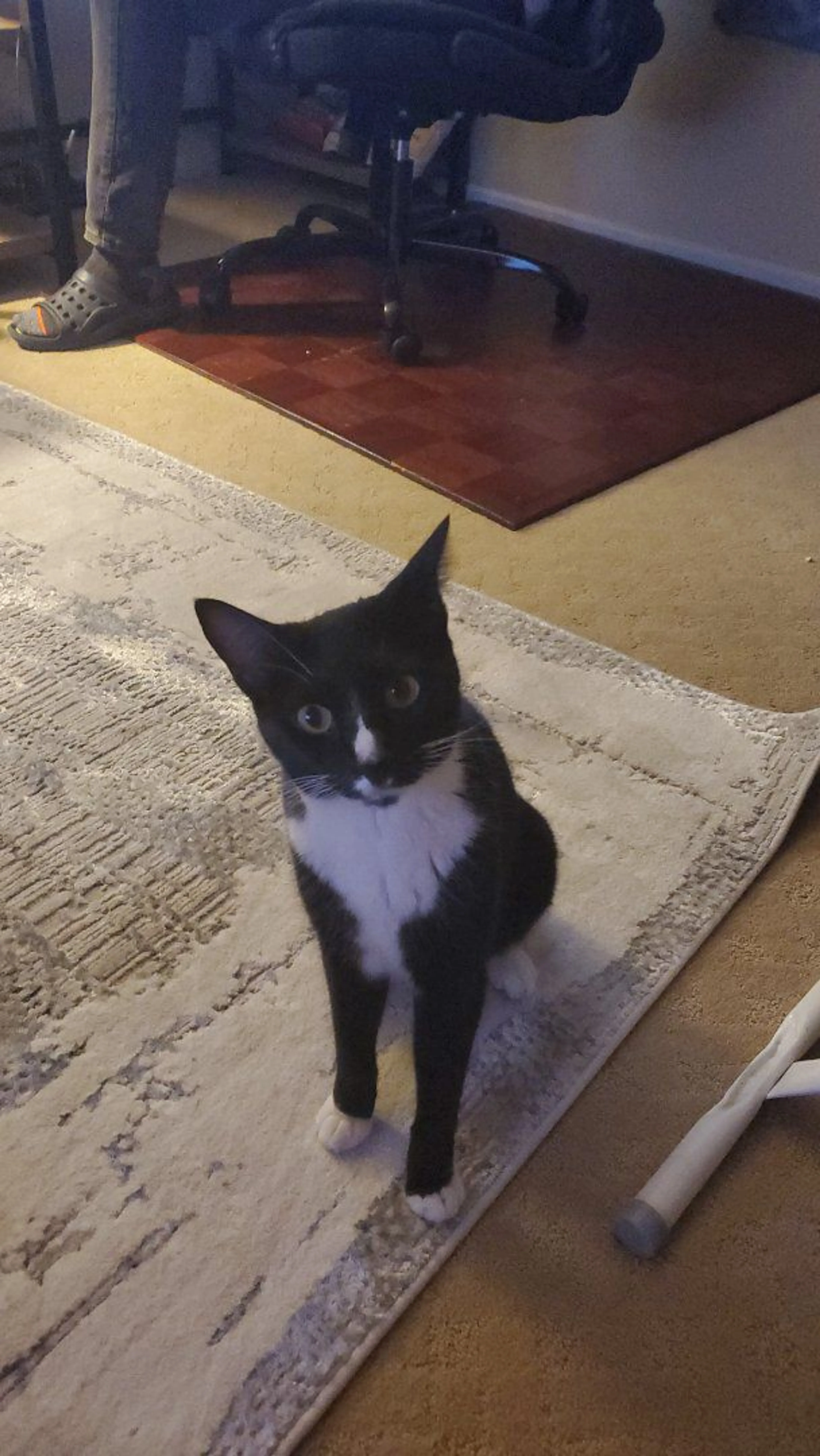 Lost pet-1