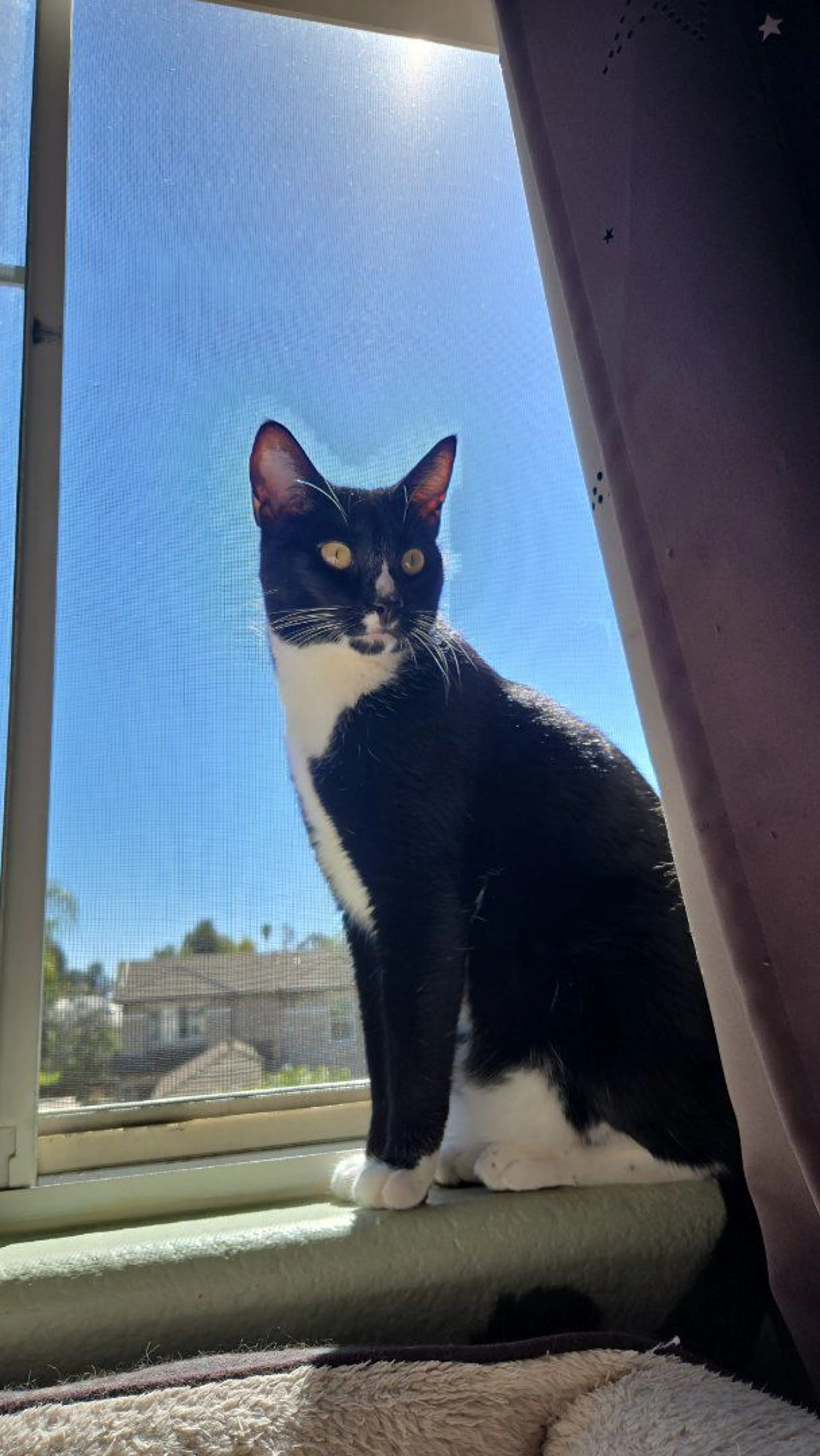 Lost pet-0